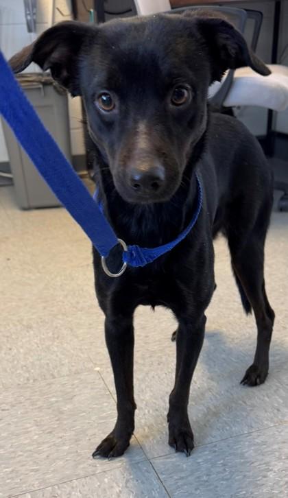 Enlarge Sonny, a Adoptable mixed breed in Port Allen, LA image 1/1