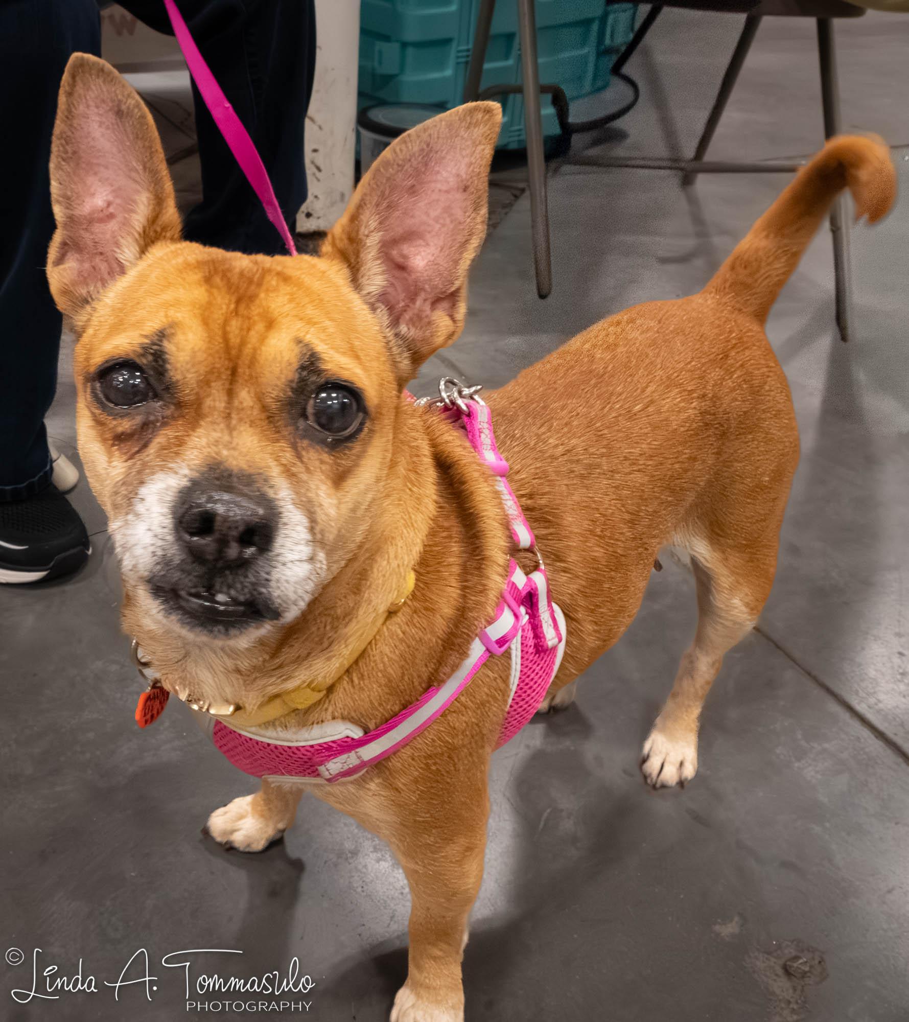 Maude, a Adopted mixed breed in Albany, NY image 2/6