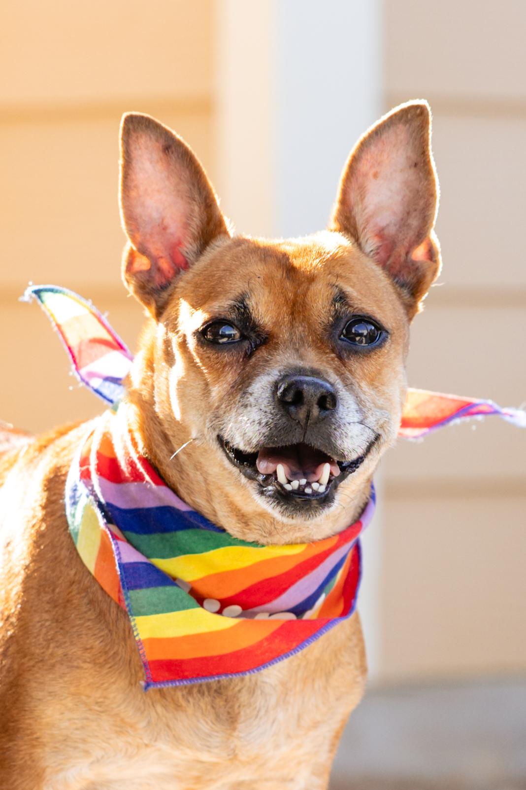 Maude, a Adopted mixed breed in Albany, NY image 6/6