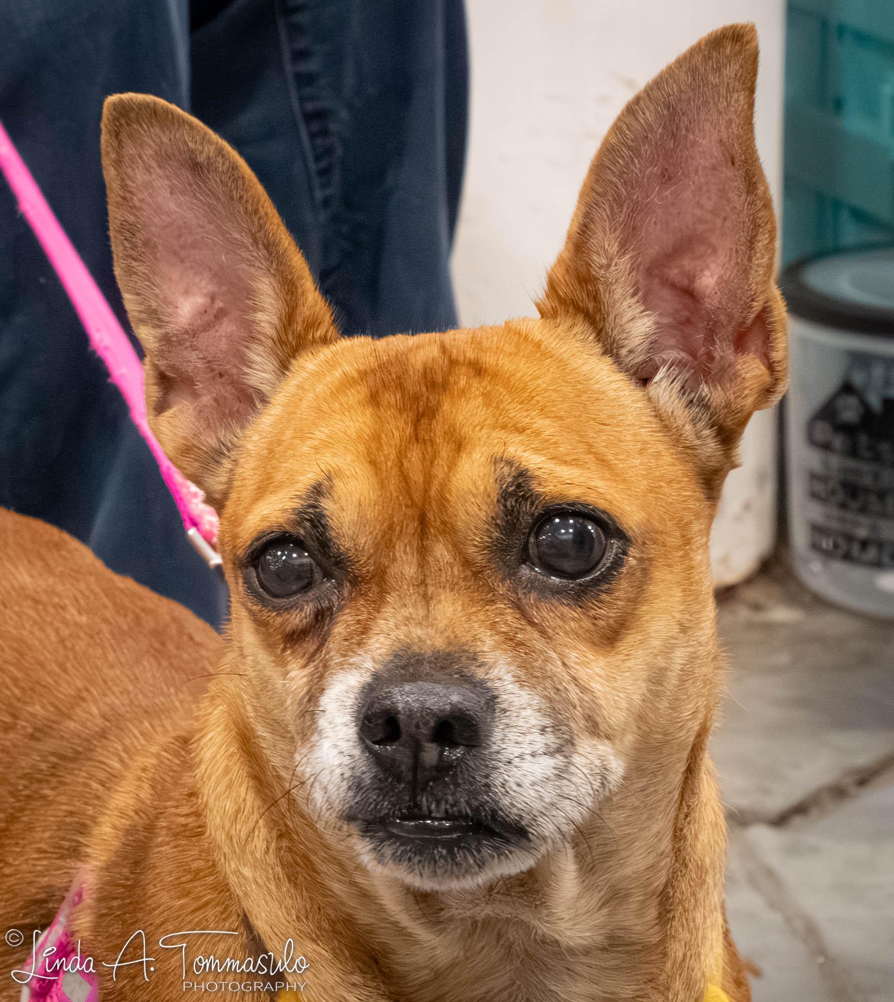 Maude, a Adopted mixed breed in Albany, NY image 1/6