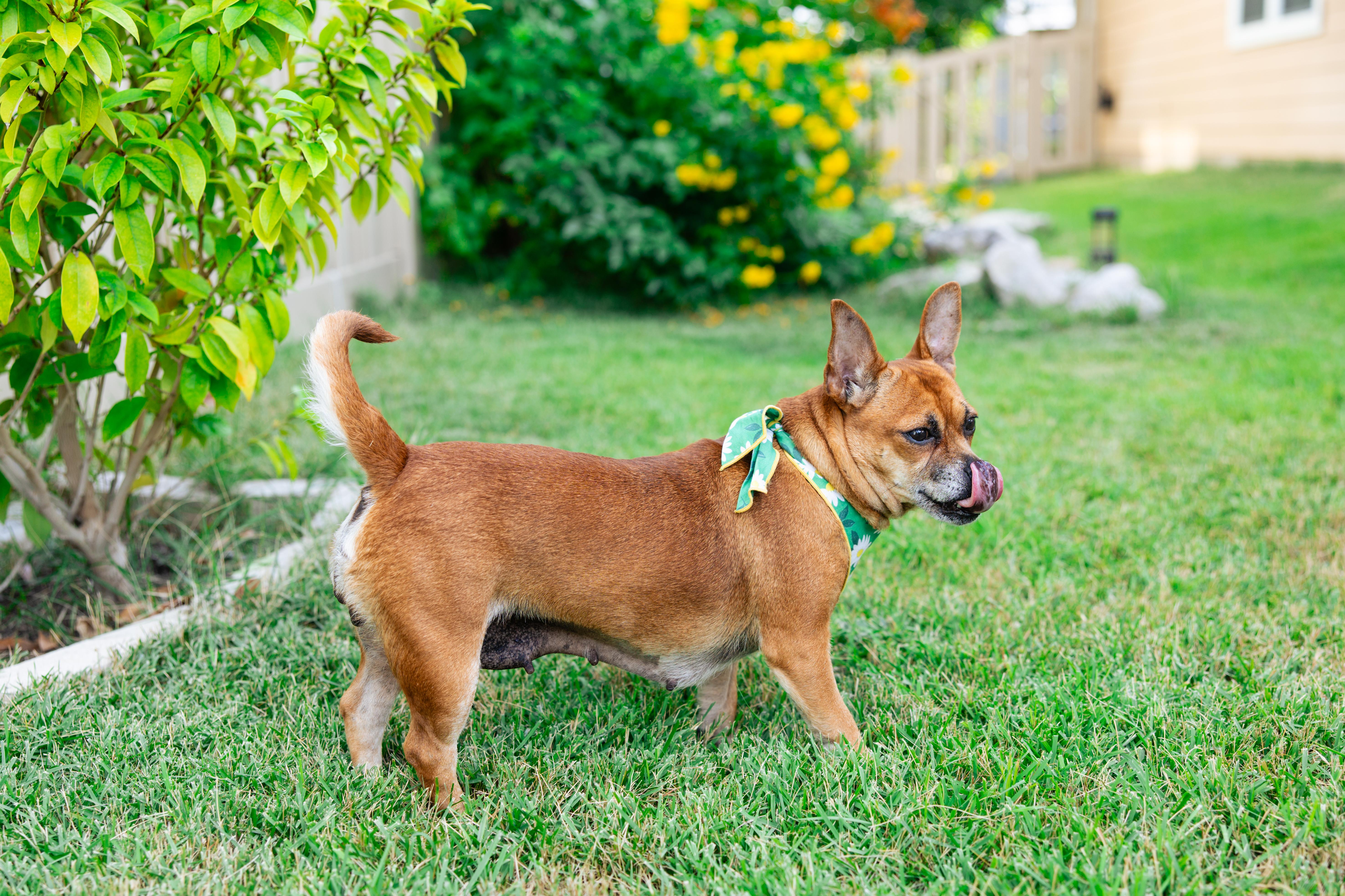 Maude, a Adopted mixed breed in Albany, NY image 5/6