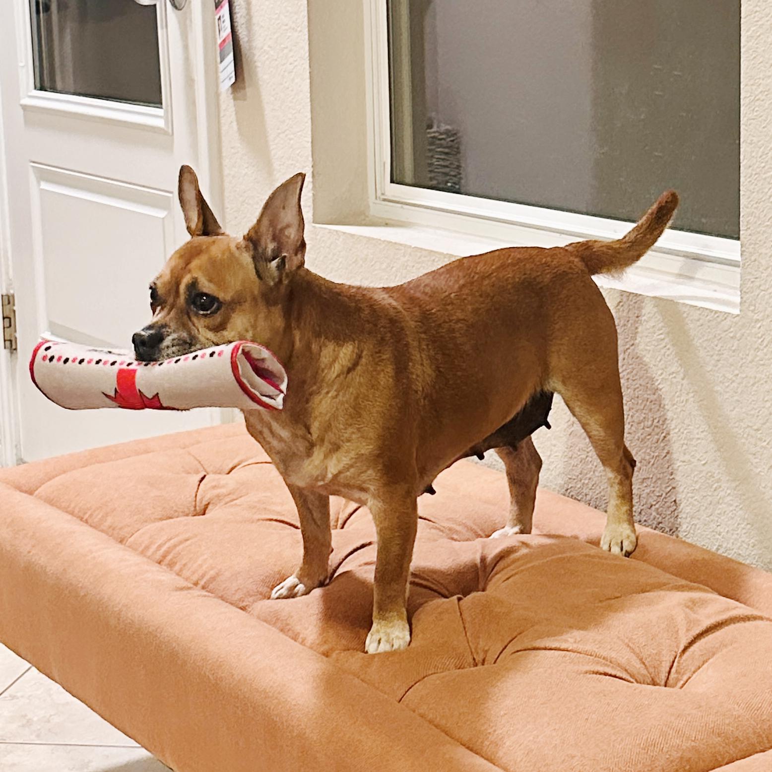 Maude, a Adopted mixed breed in Albany, NY image 4/6