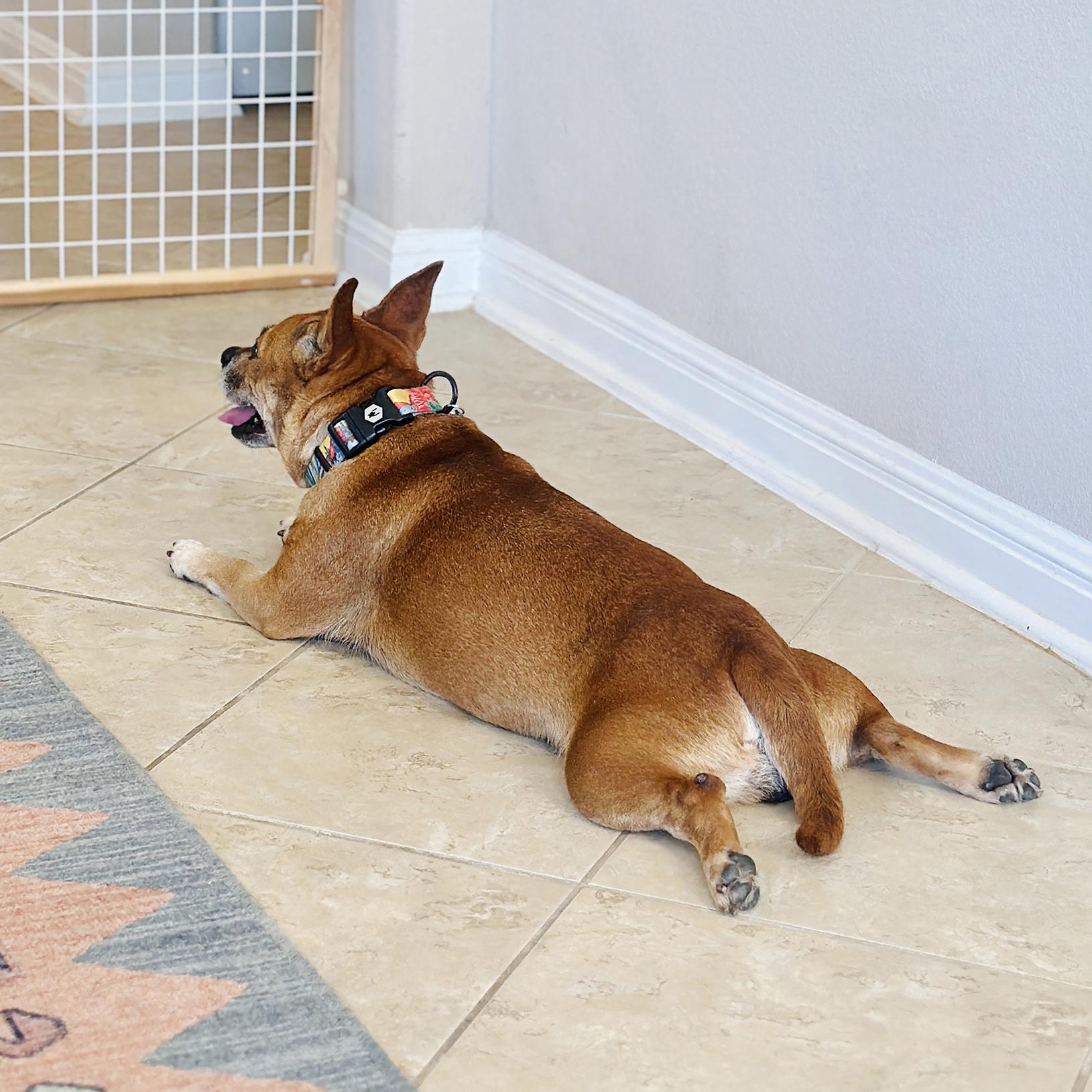 Maude, a Adopted mixed breed in Albany, NY image 3/6