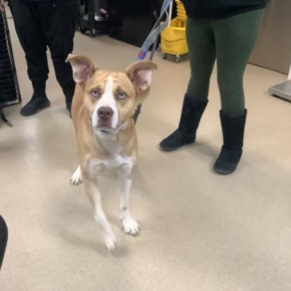 Enlarge Piglet, a Adoptable mixed breed in Fort Worth, TX image 1/1