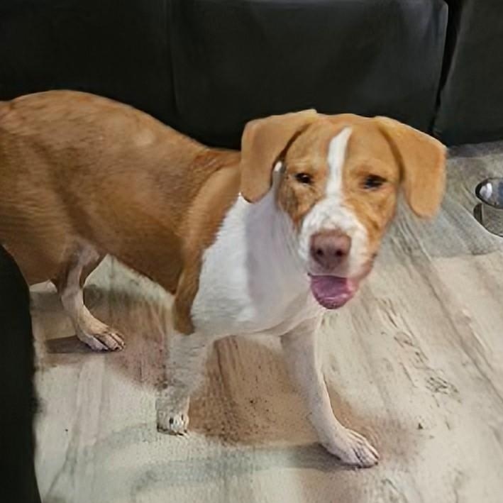 Hannah, a Adoptable mixed breed in Albany, NY image 4/6