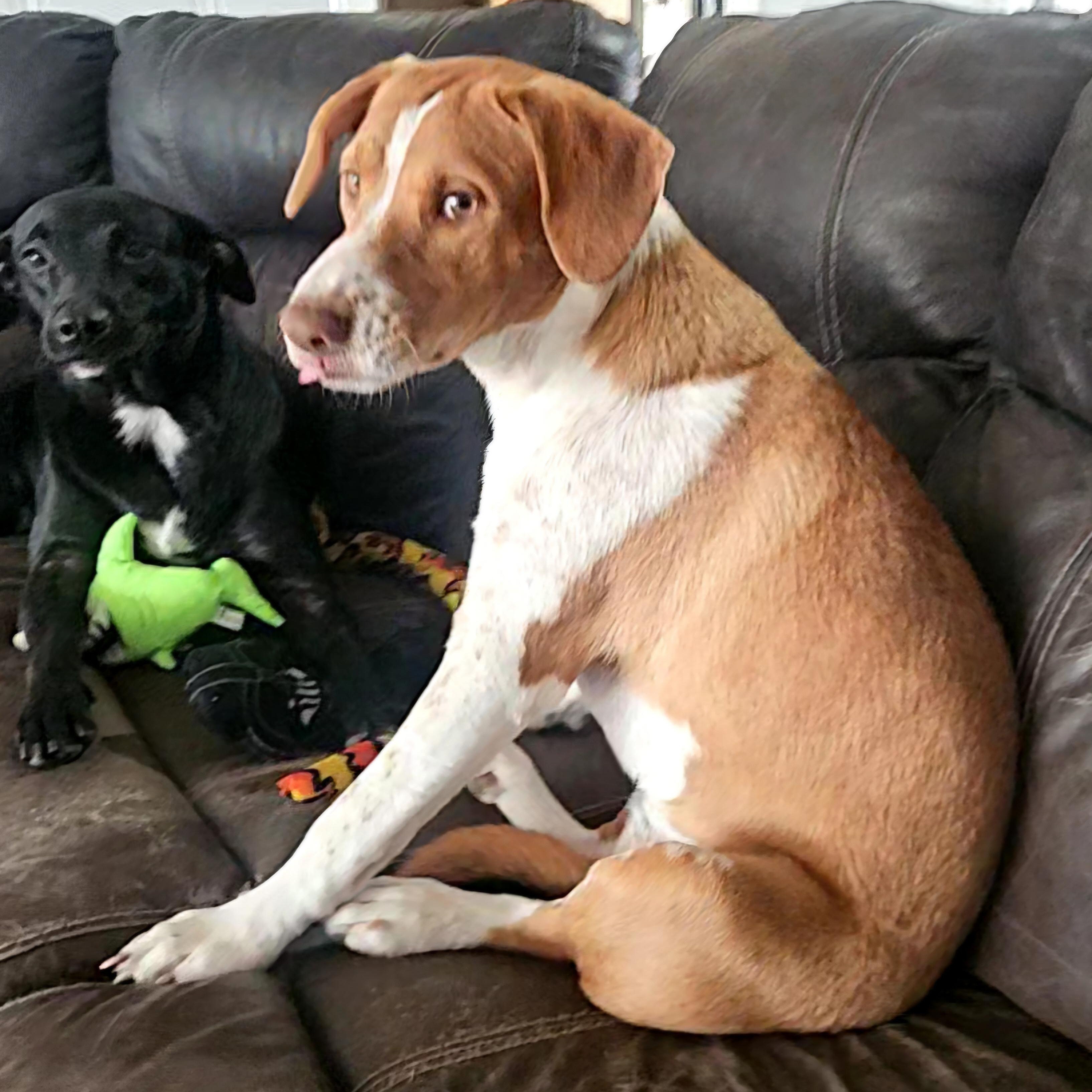 Hannah, a Adoptable mixed breed in Albany, NY image 5/6