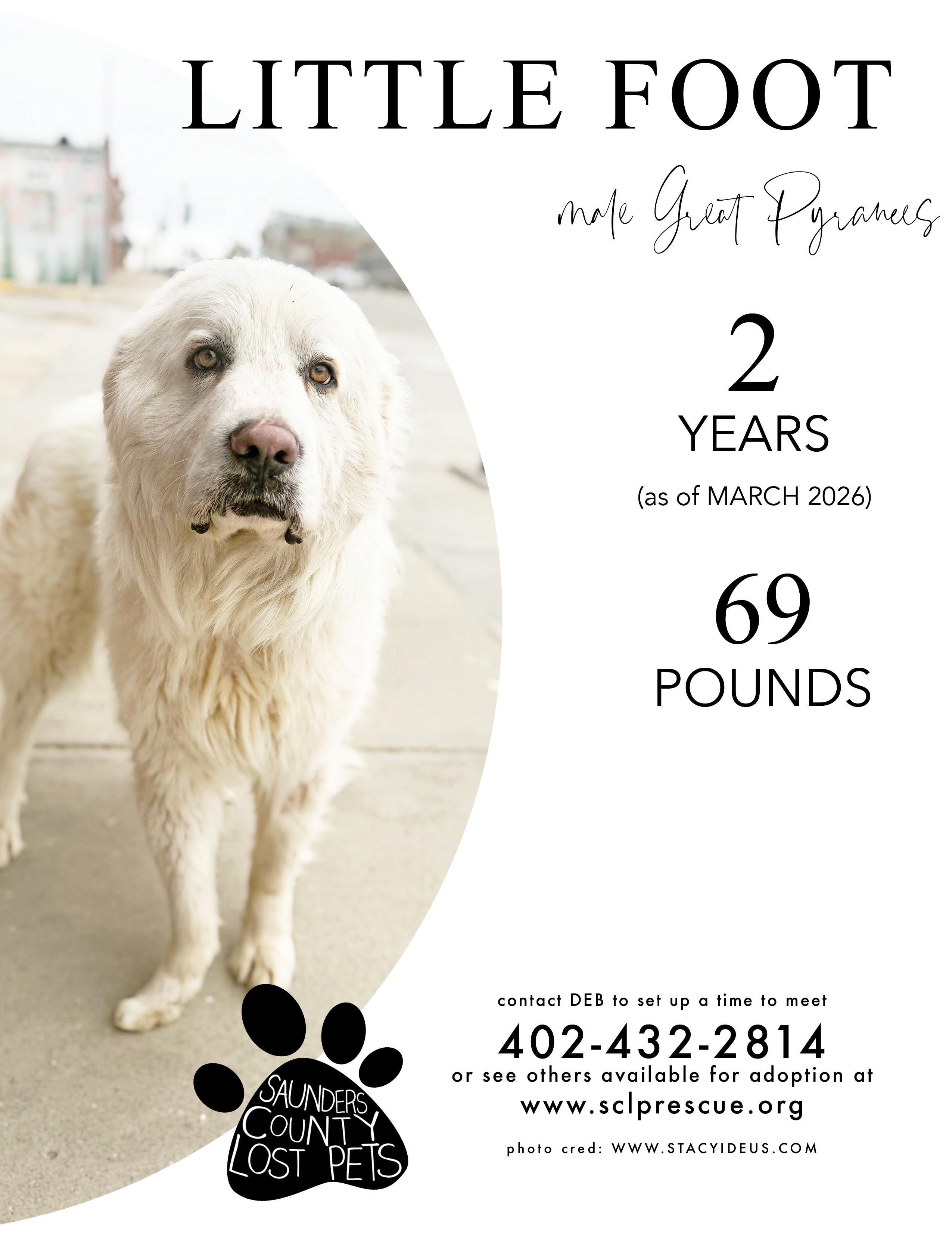 Little Foot, ADOPTABLE, Adult Male Great Pyrenees.