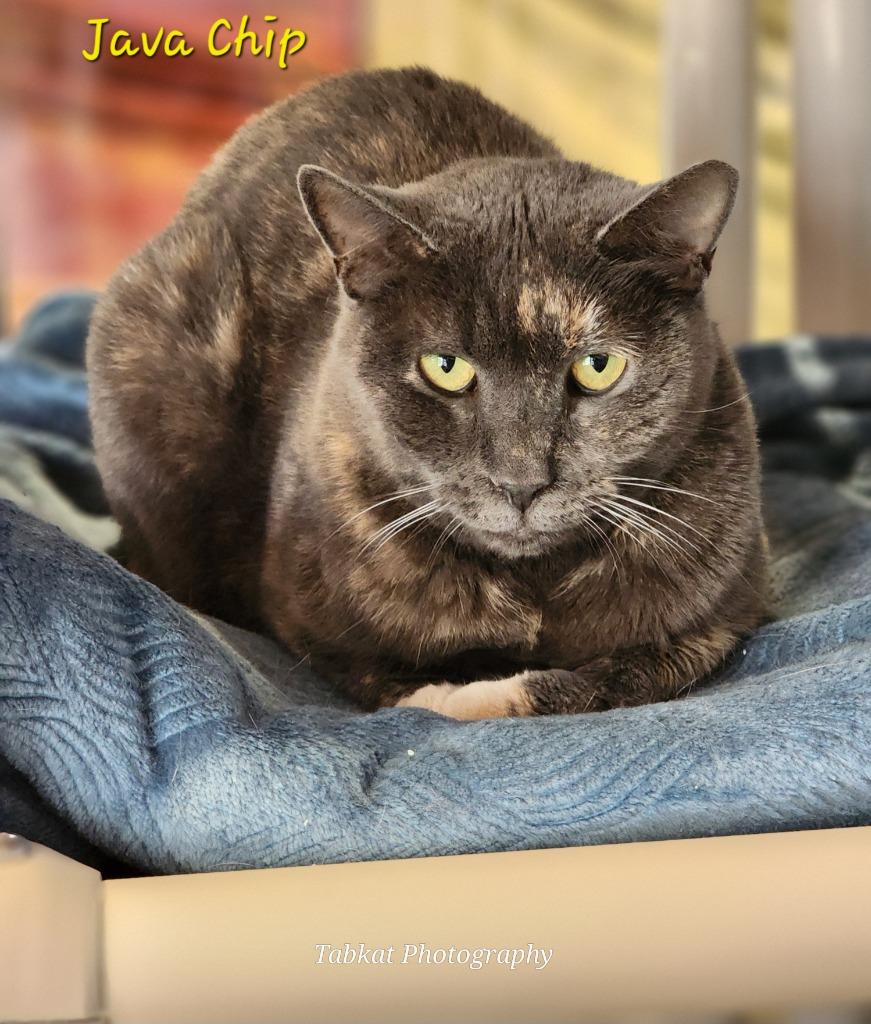 Enlarge Java, a Adoptable mixed breed in Cambridge, MD image 2/3