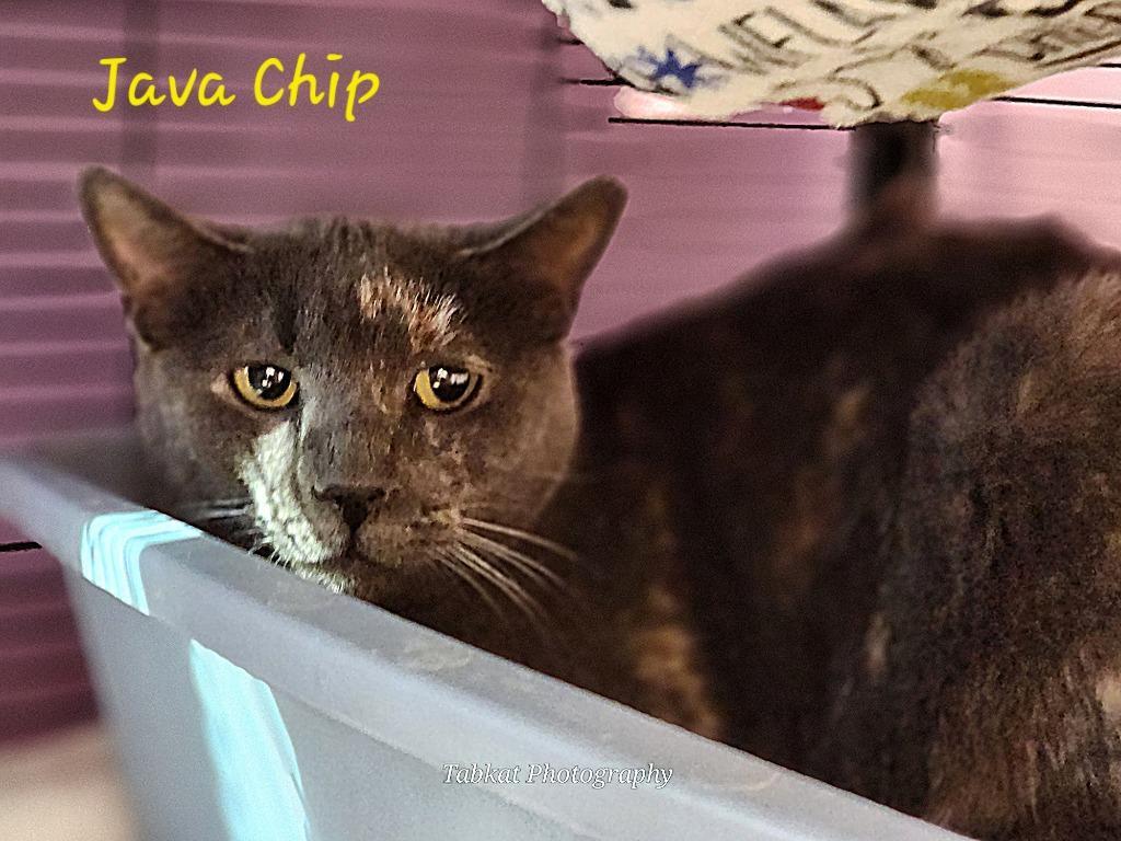 Java, a Adoptable mixed breed in Cambridge, MD image 3/3