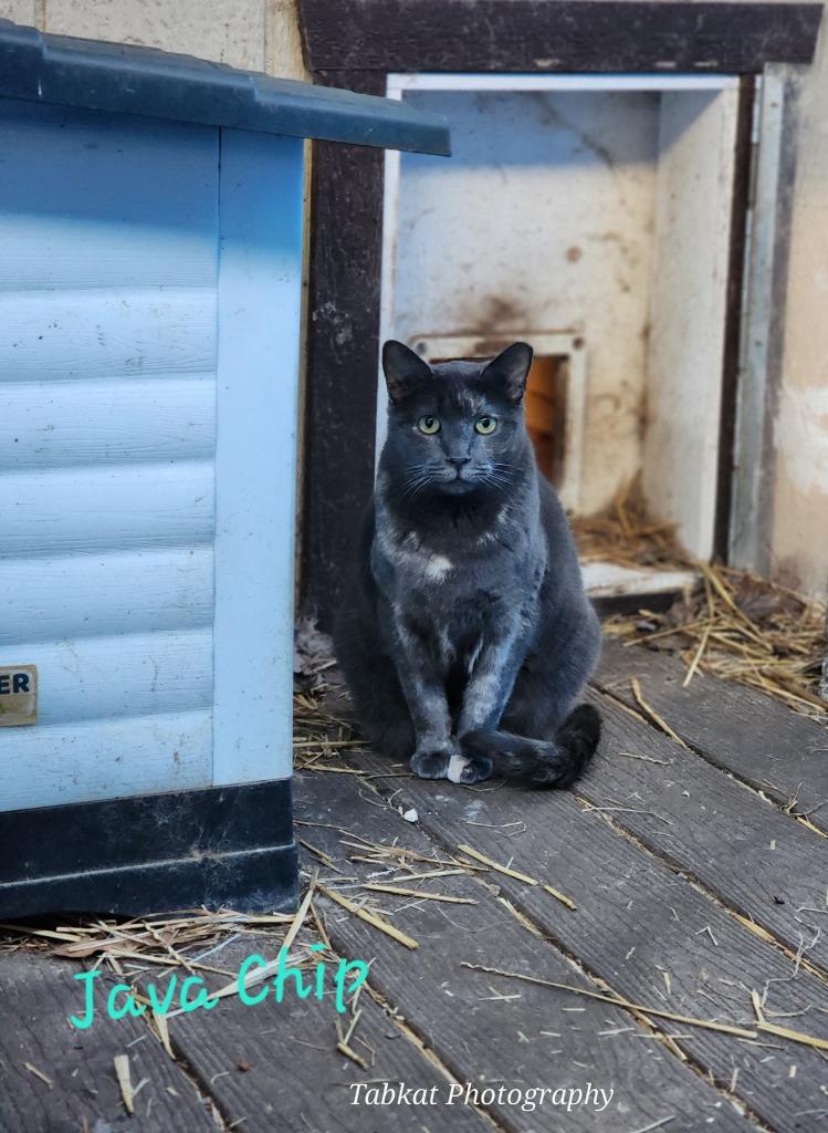 Enlarge Java, a Adoptable mixed breed in Cambridge, MD image 3/3
