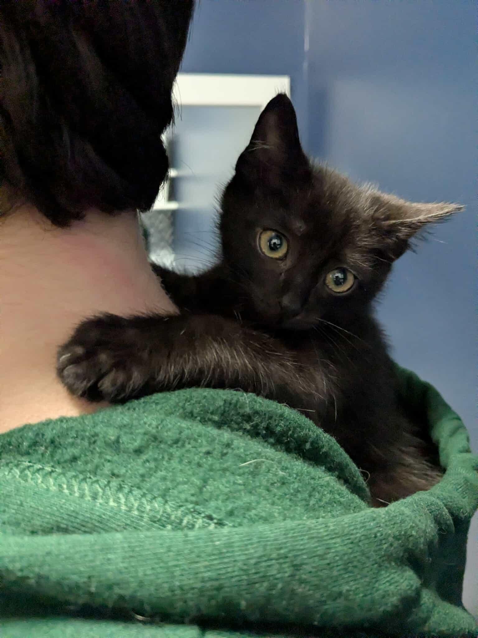 Paris, a ADOPTABLE Domestic Short Hair in East Lansing, MI image 2/2