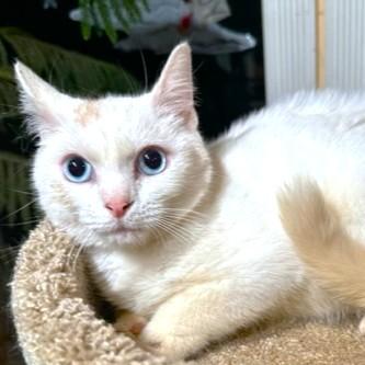 Bold Beanie! thumbnail 2