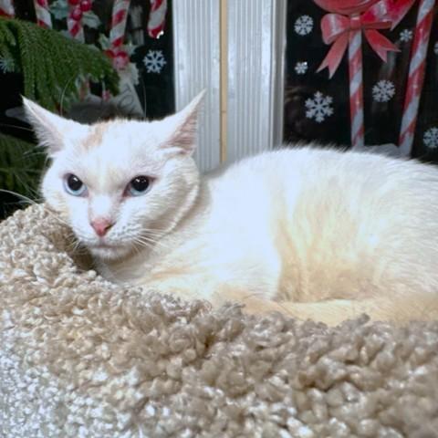 Bold Beanie! thumbnail 4