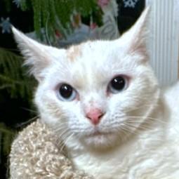 Bold Beanie! thumbnail 5