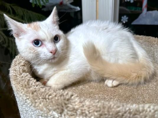 Bold Beanie! thumbnail 7