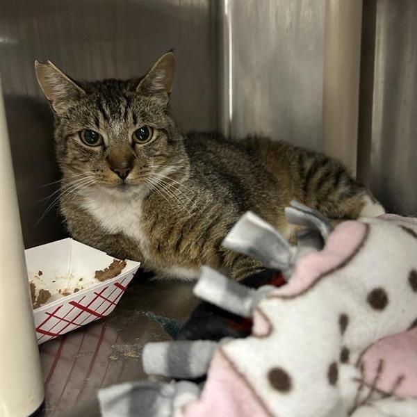 Chuck, a Adoptable Domestic Short Hair in Salt Lake City, UT image 2/2