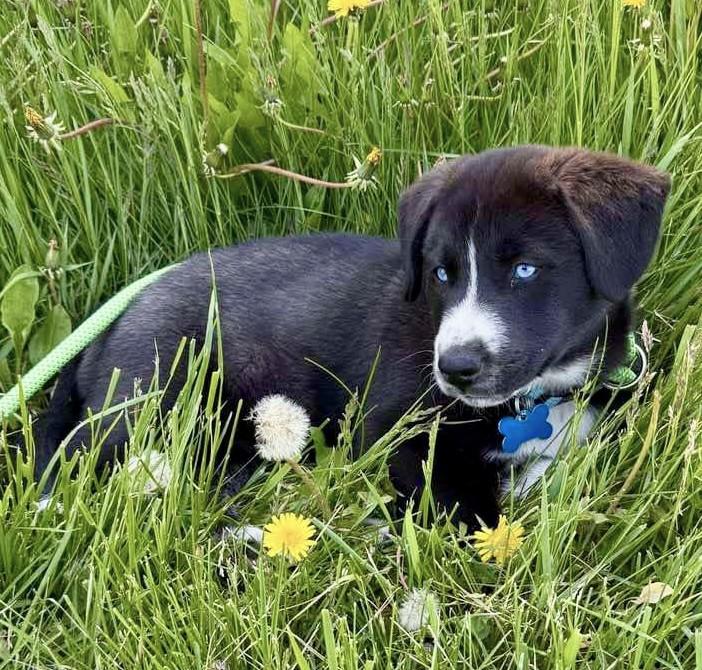 Enlarge Sleet, a Adoptable mixed breed in Minneapolis, MN image 1/6