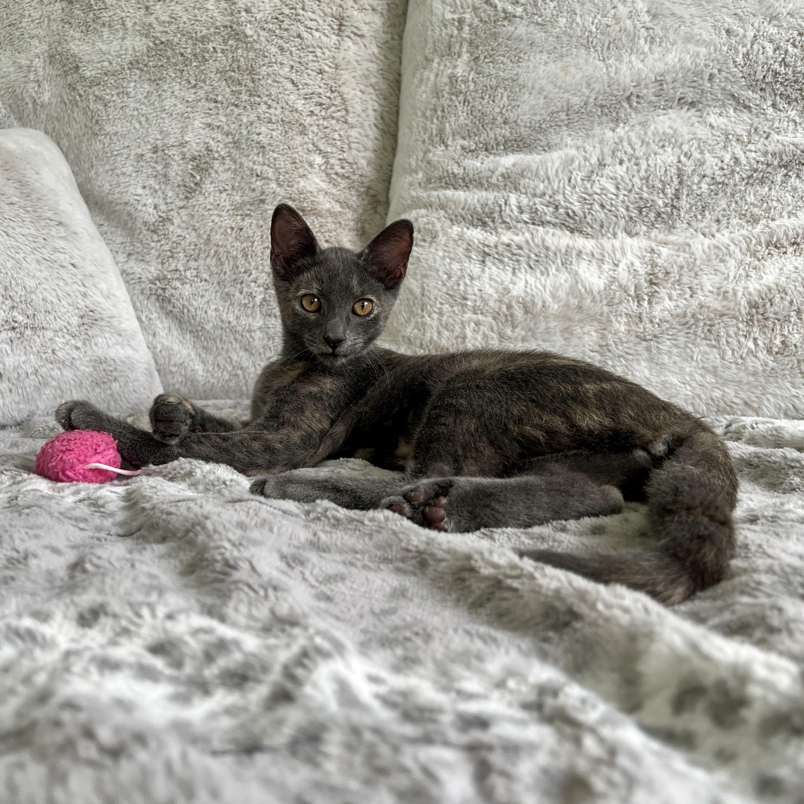 Brisa, a ADOPTABLE Oriental Short Hair in New Bern, NC image 5/5