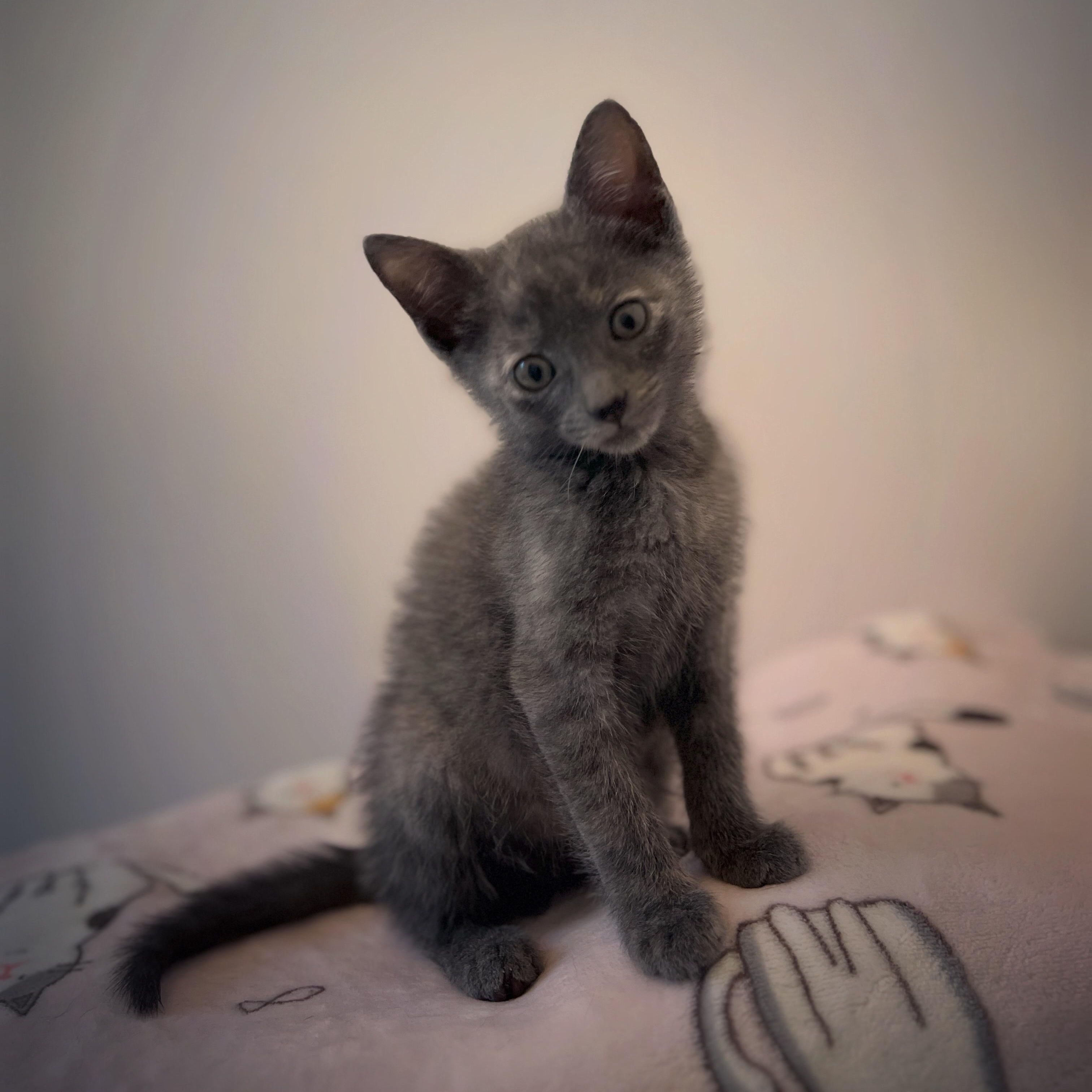 Brisa, a ADOPTABLE Domestic Short Hair in New Bern, NC image 2/3