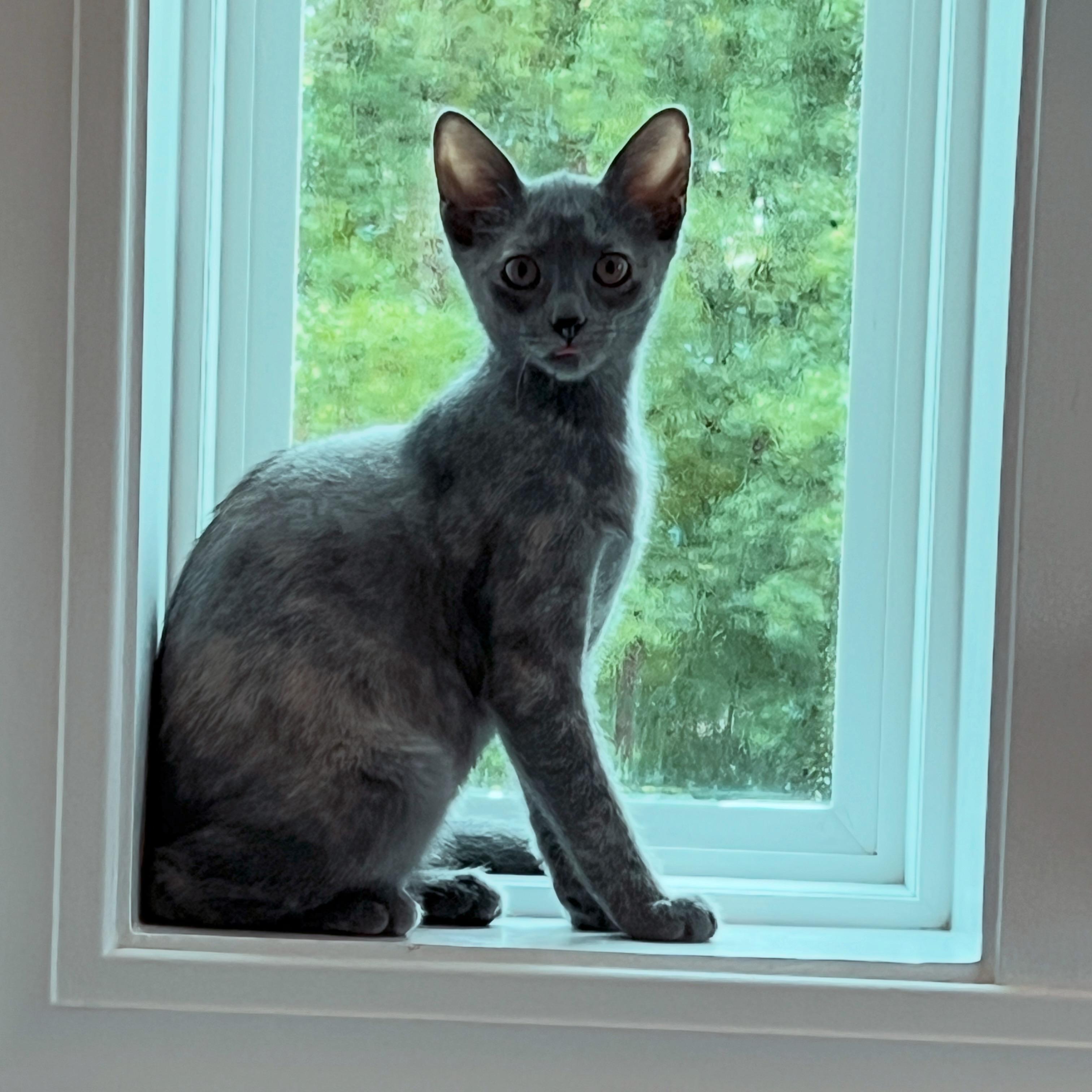 Brisa, a ADOPTABLE Oriental Short Hair in New Bern, NC image 3/5
