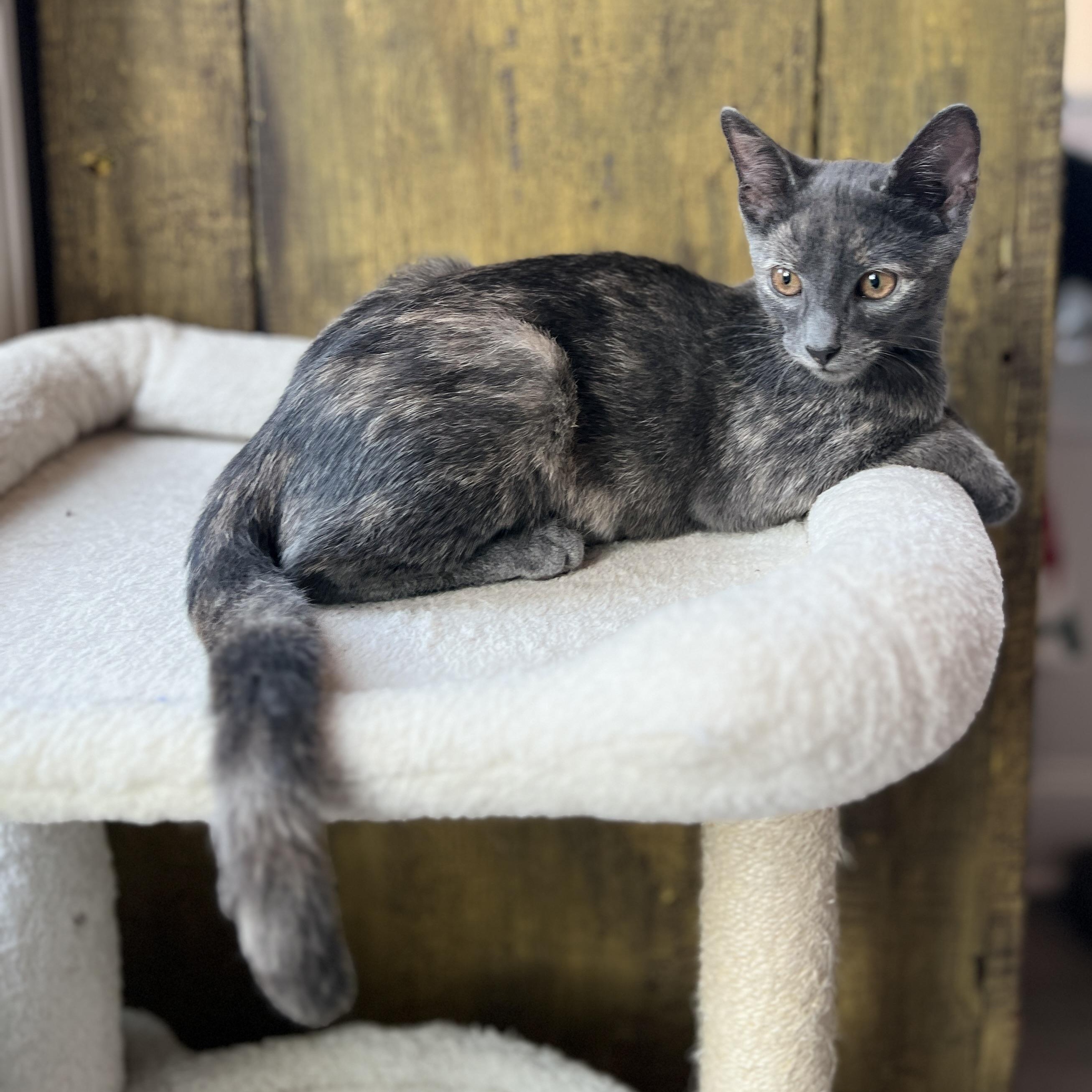 Brisa, ADOPTABLE, Kitten Female Oriental Short Hair.