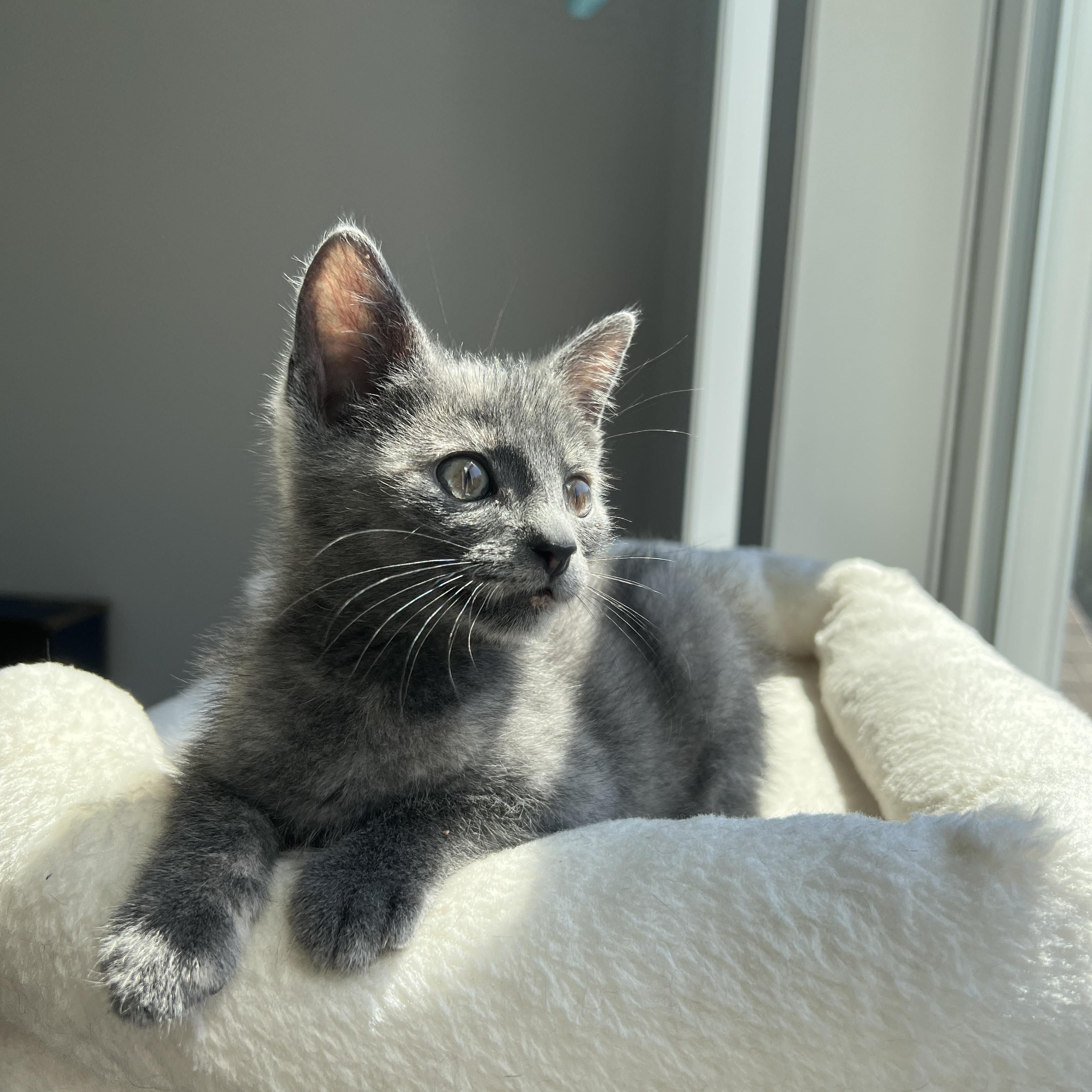 Brisa, a ADOPTABLE Domestic Short Hair in New Bern, NC image 1/3
