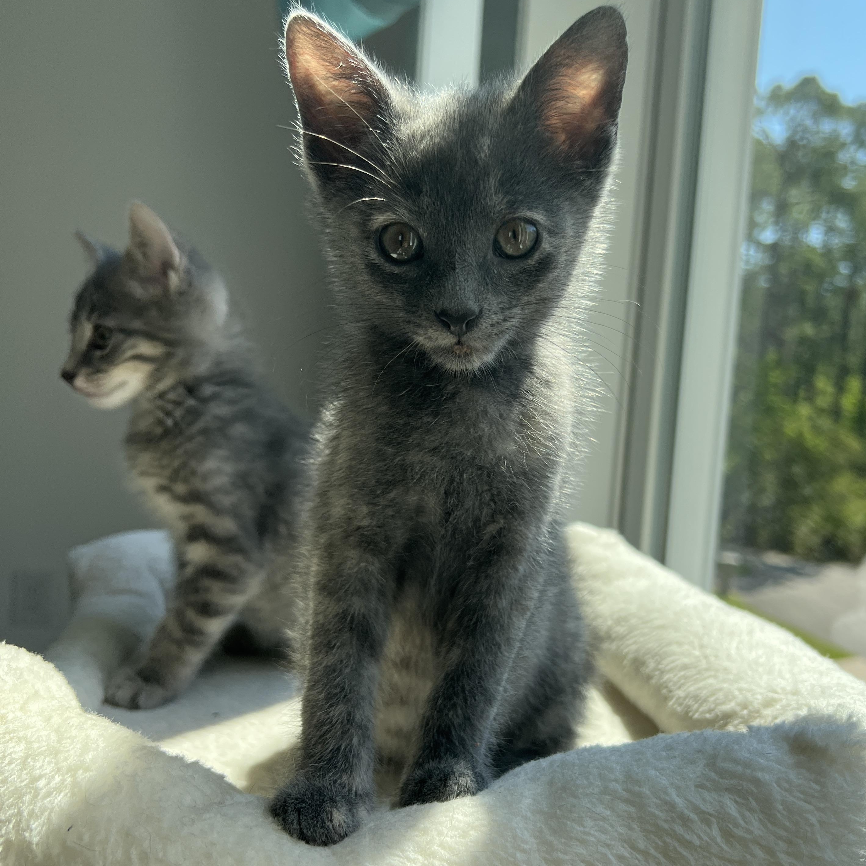 Brisa, a ADOPTABLE Domestic Short Hair in New Bern, NC image 3/3