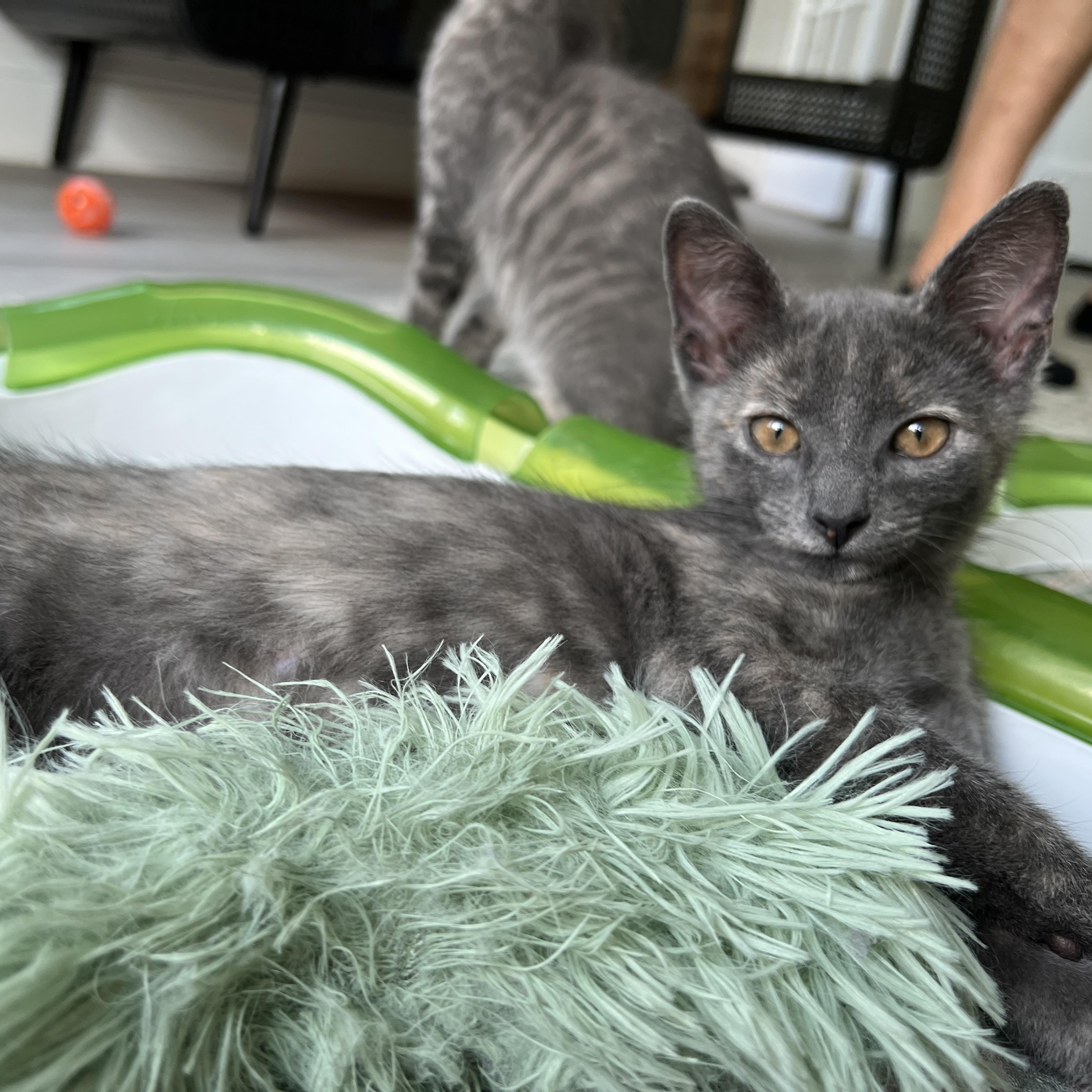 Brisa, a ADOPTABLE Oriental Short Hair in New Bern, NC image 4/5