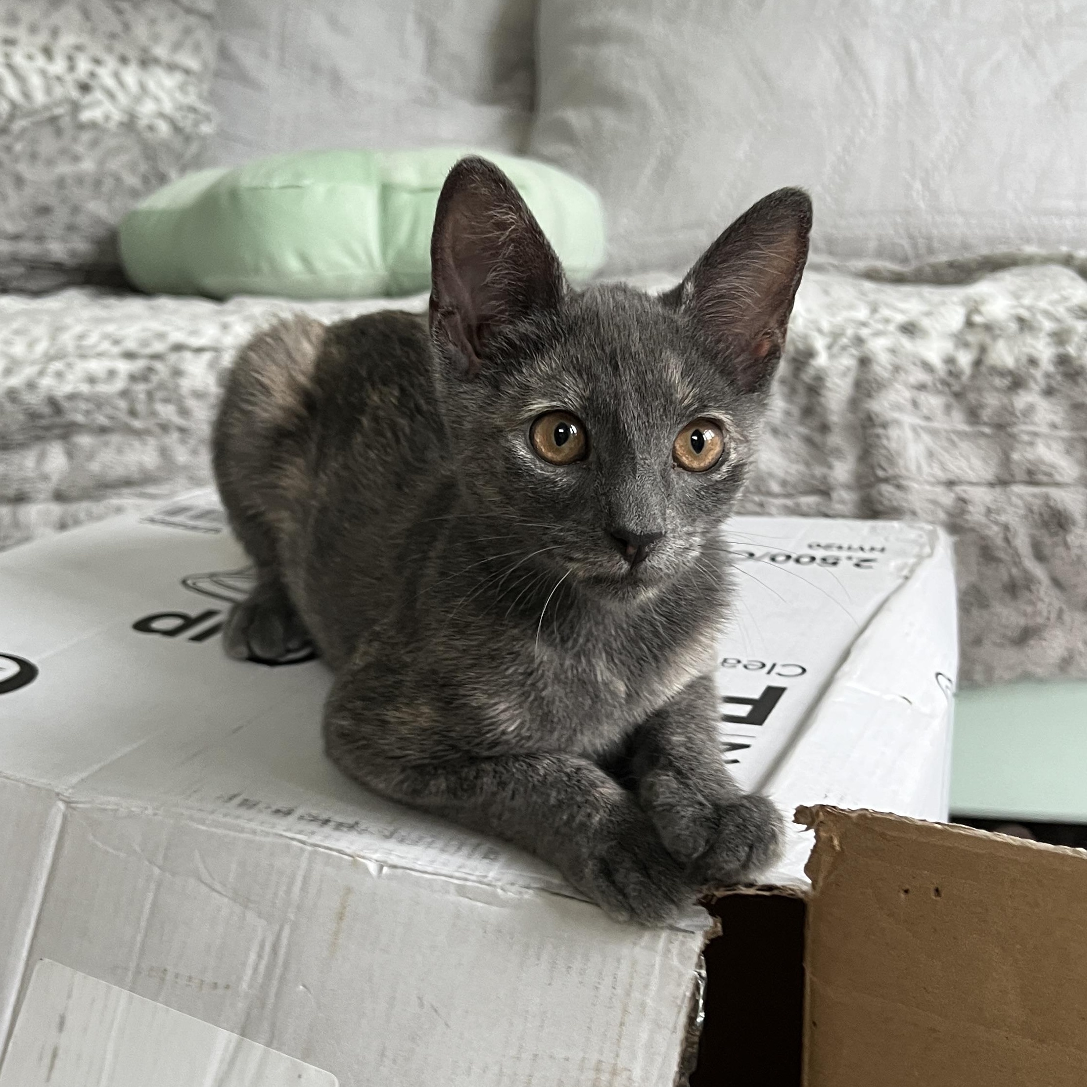 Brisa, a ADOPTABLE Oriental Short Hair in New Bern, NC image 2/5
