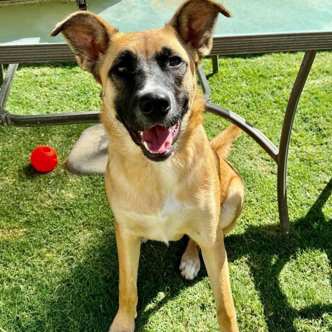 Ginger, a Adoptable mixed breed in Lubbock, TX image 1/4