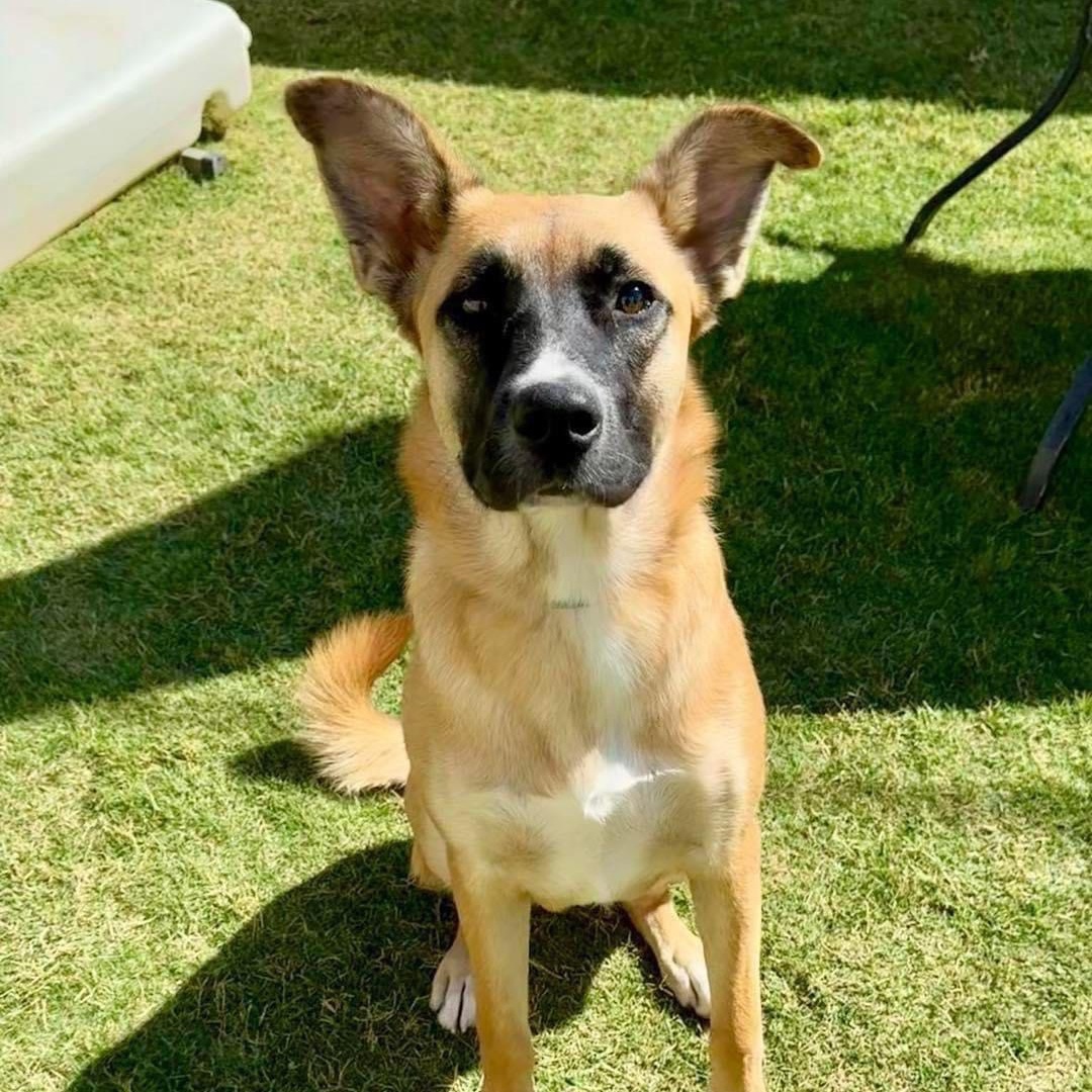 Ginger, a Adoptable mixed breed in Lubbock, TX image 2/4