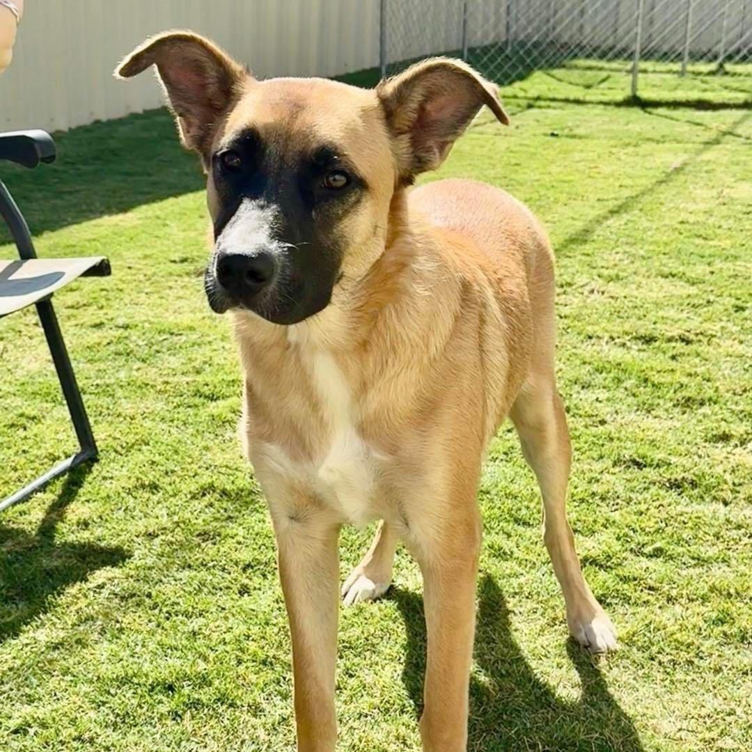 Ginger, a Adoptable mixed breed in Lubbock, TX image 4/4