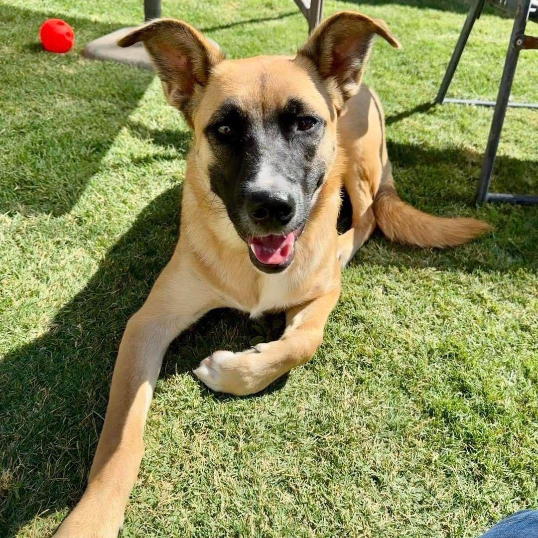 Ginger, a Adoptable mixed breed in Lubbock, TX image 3/4