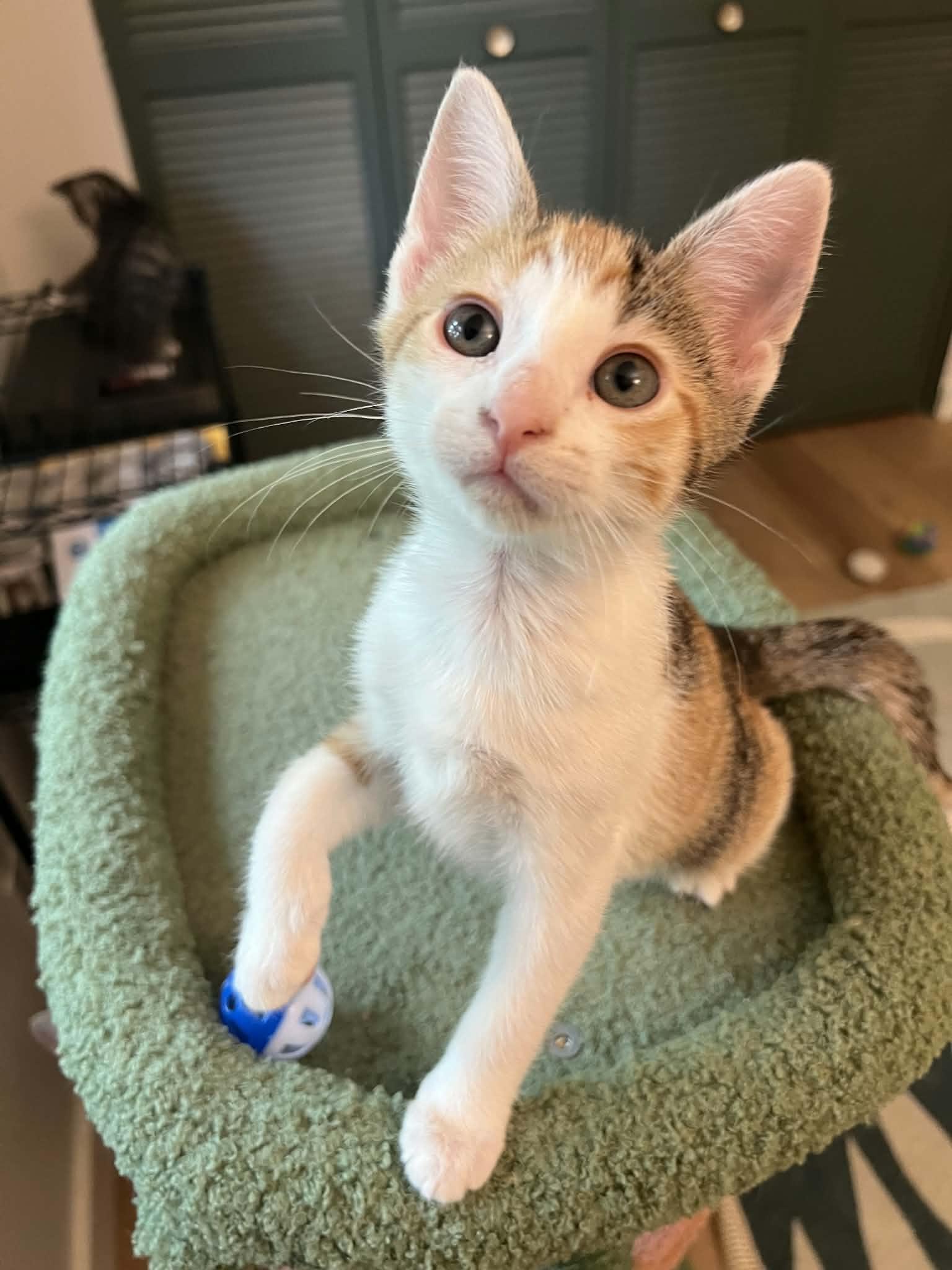 Enlarge Twyla, a Adopted Domestic Short Hair in Mullica Hill, NJ image 2/2