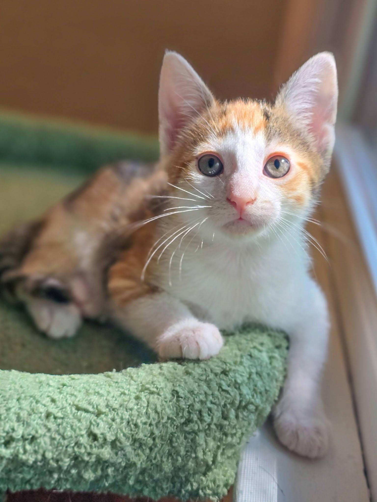 Twyla, Adopted, Kitten Female Domestic Short Hair.