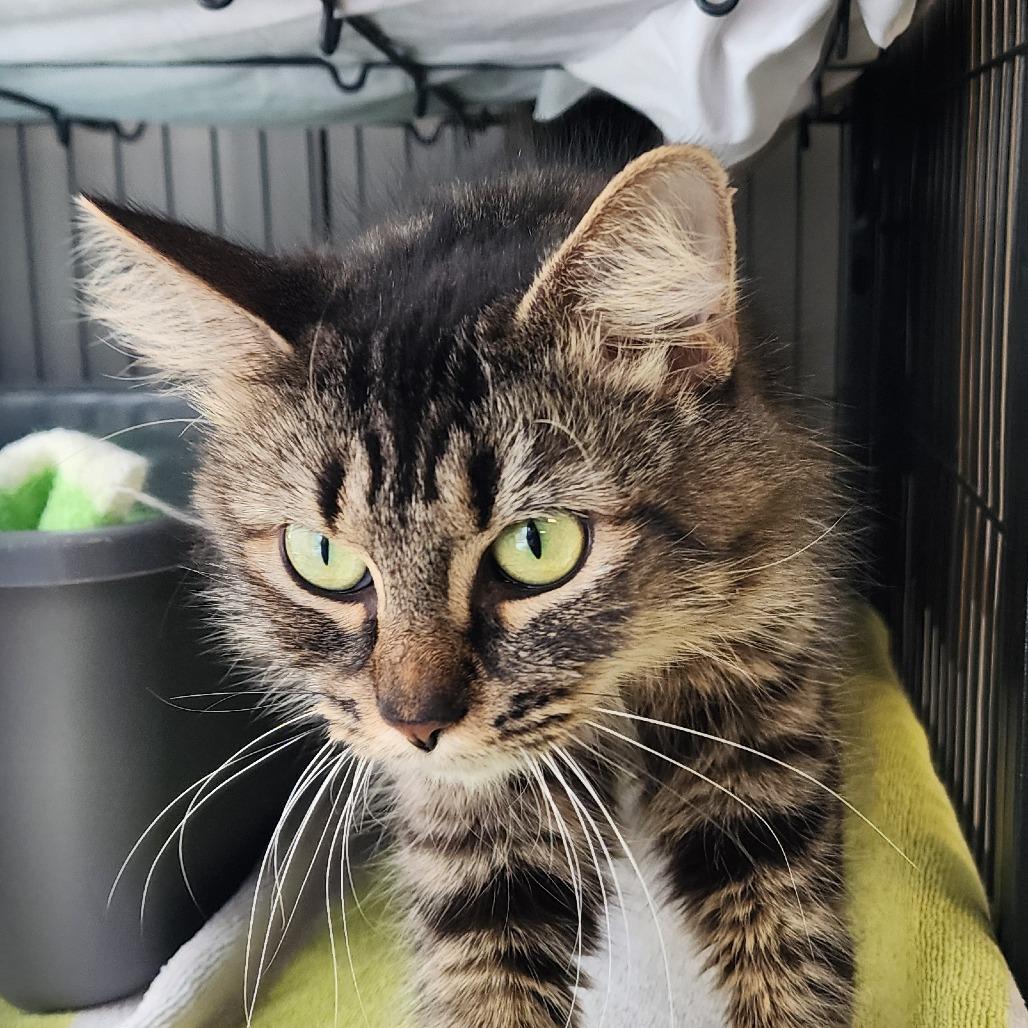 Enlarge Rice Krispy, a Adoptable Domestic Long Hair in Muncie, IN image 1/1