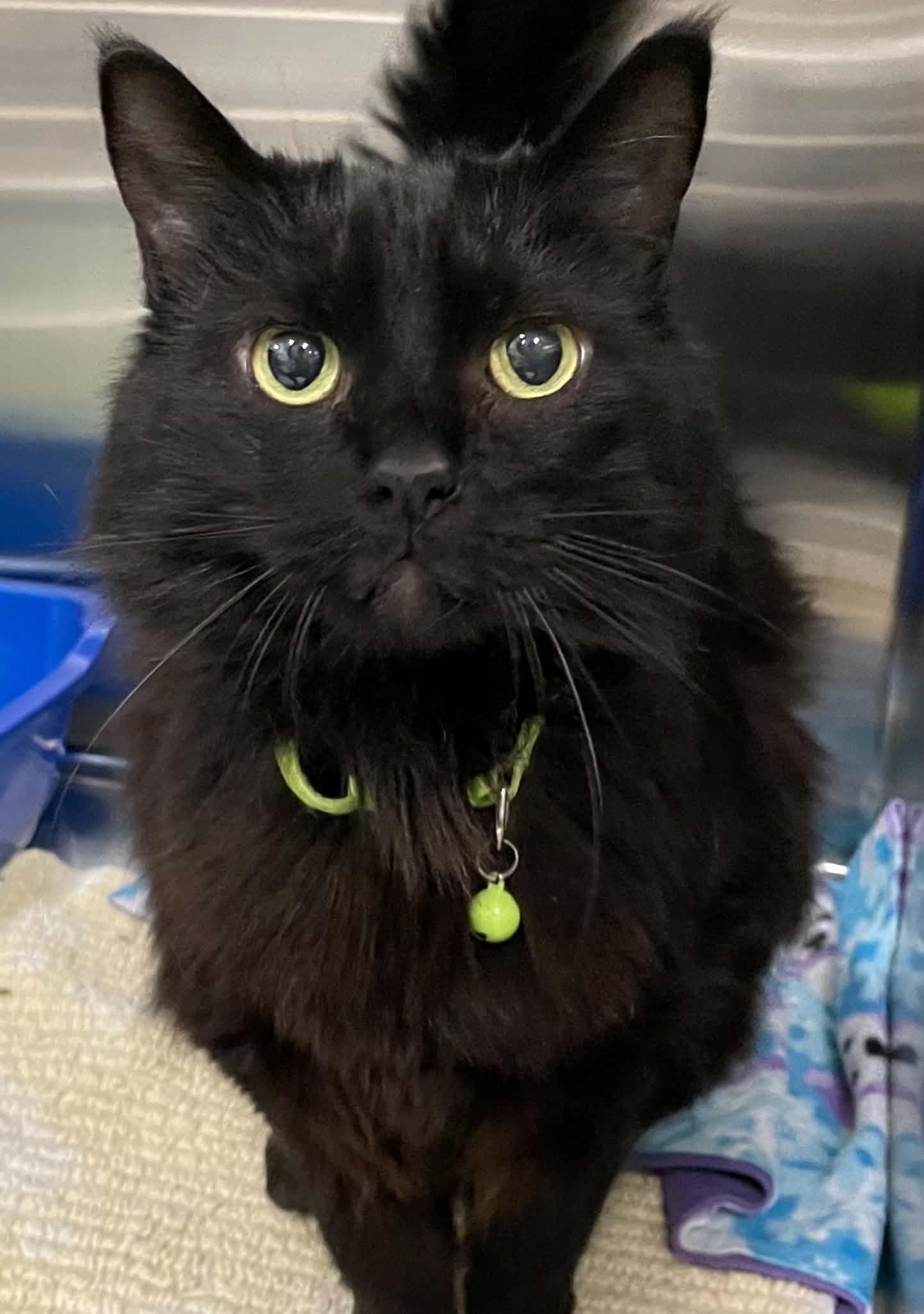 Nyroby, Adoptable, Senior Female Domestic Medium Hair.