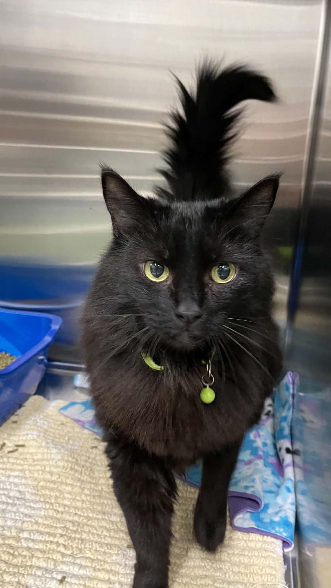 Enlarge Nyroby, a Adoptable Domestic Medium Hair in Medford, OR image 2/2