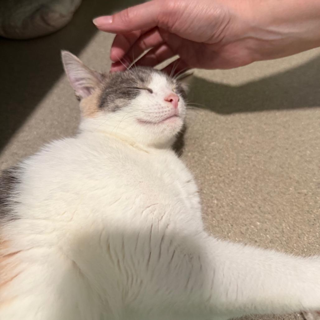 Sunshine, Adoptable, Kitten Female Domestic Short Hair.