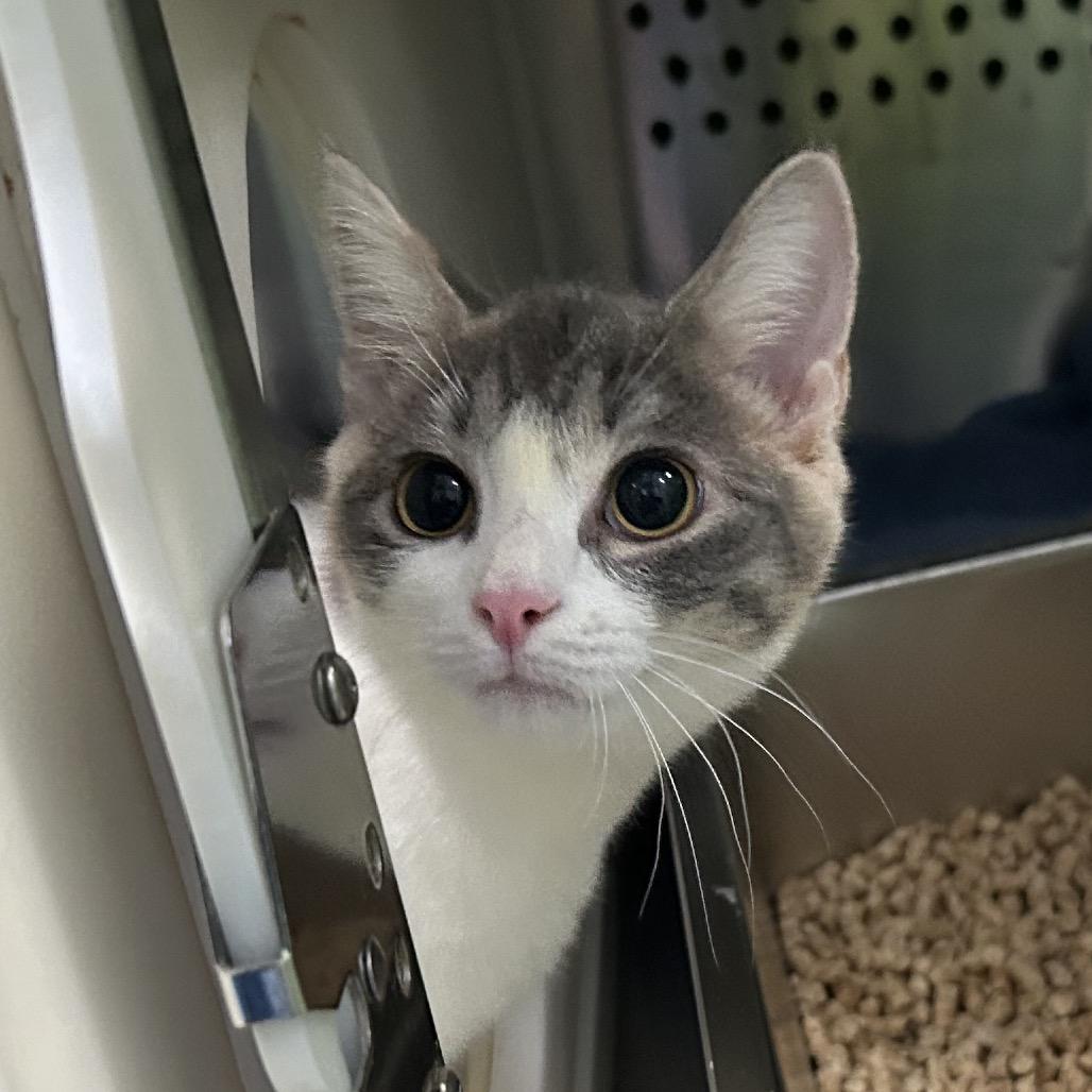 Enlarge Sunshine, a Adoptable Domestic Short Hair in Oyster Bay, NY image 2/4