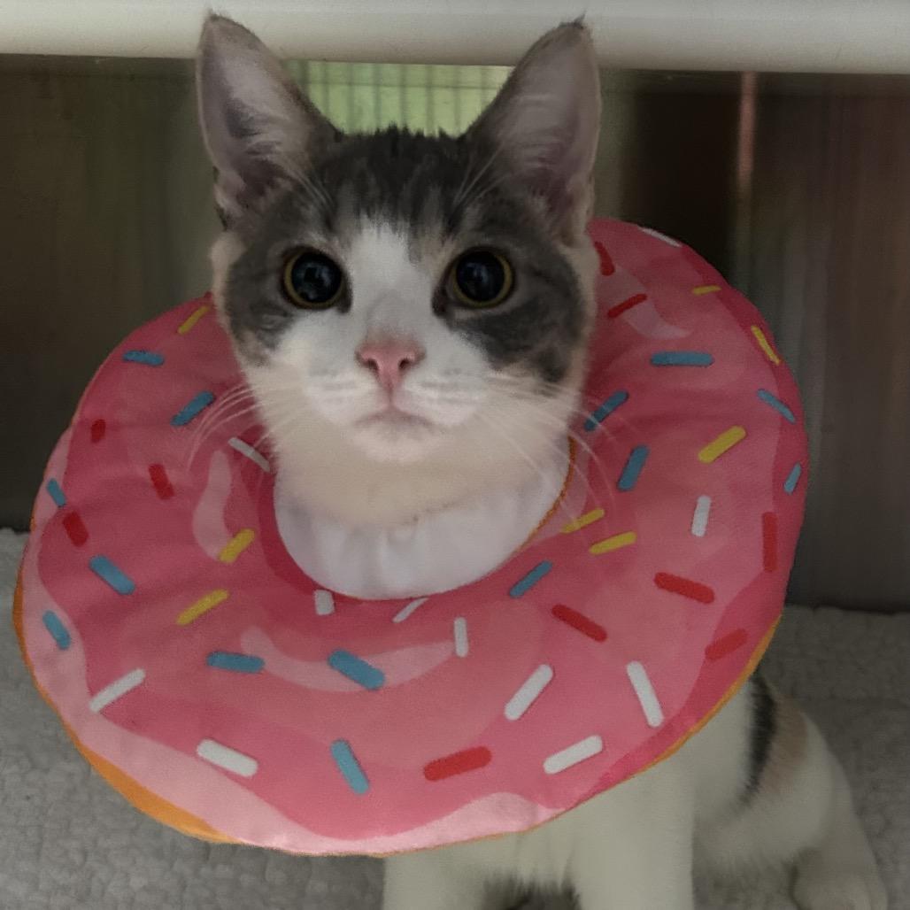 Enlarge Sunshine, a Adoptable Domestic Short Hair in Oyster Bay, NY image 3/4
