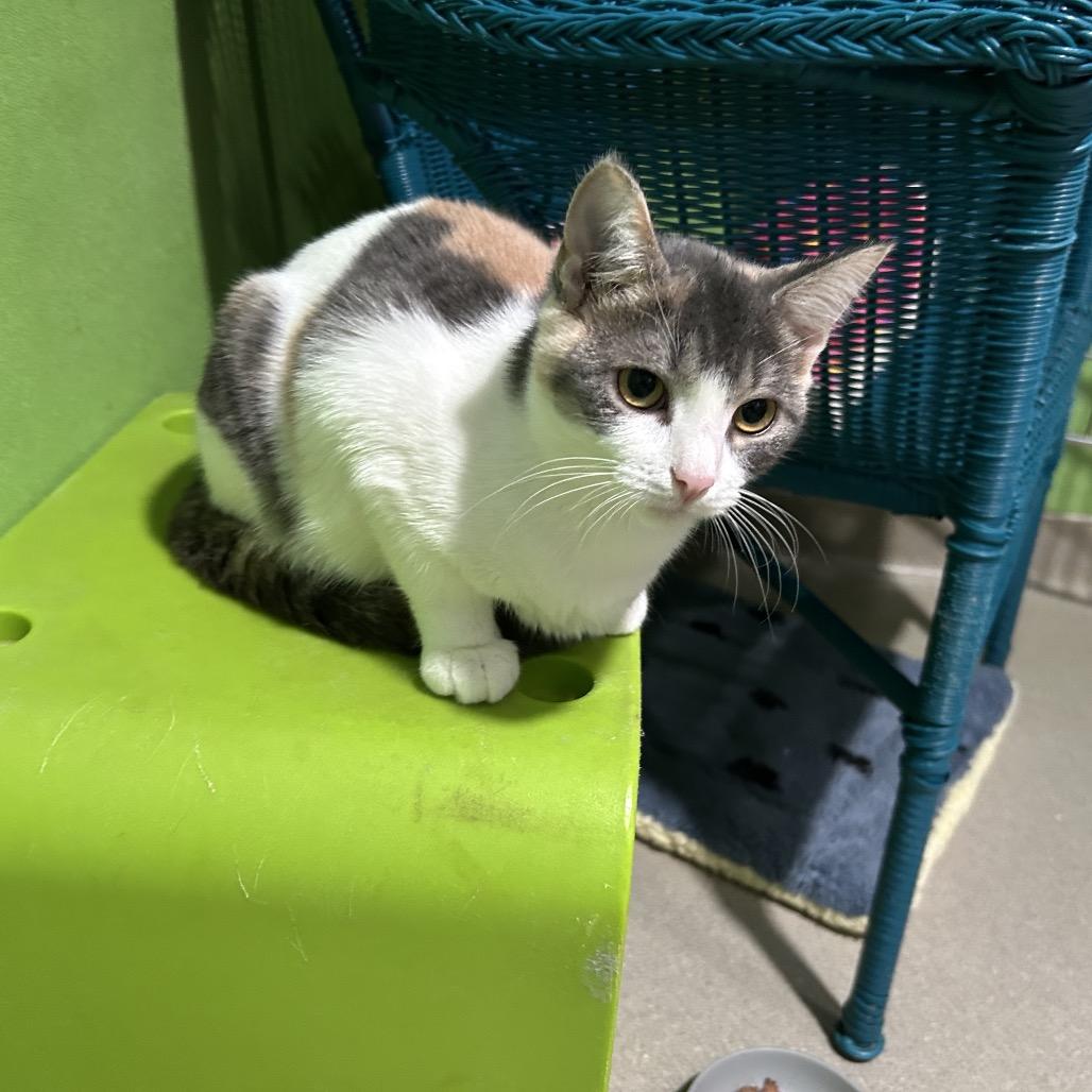 Enlarge Sunshine, a Adoptable Domestic Short Hair in Oyster Bay, NY image 4/4