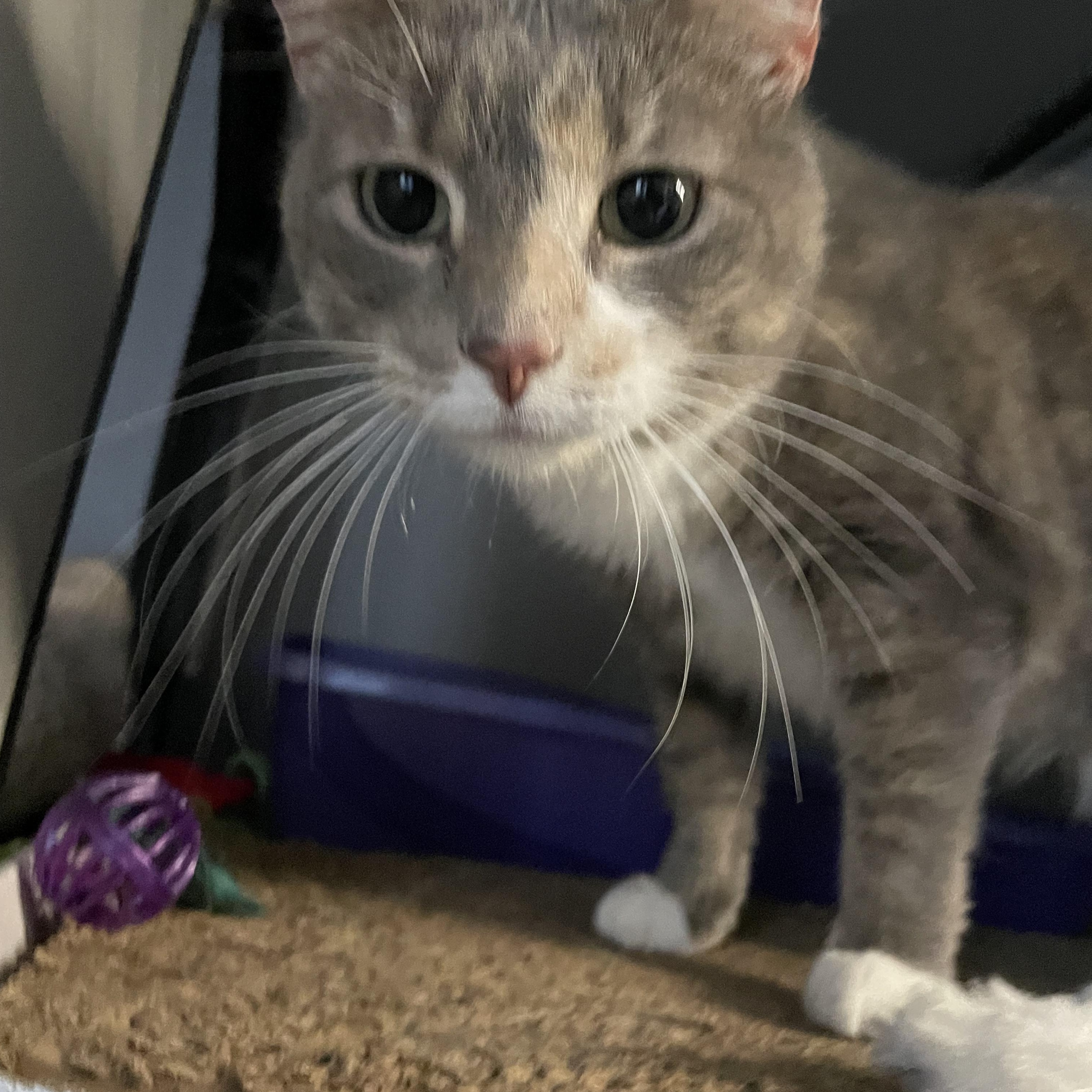 Enlarge Impound 36, a Adopted Tortoiseshell in Southbury, CT image 2/2