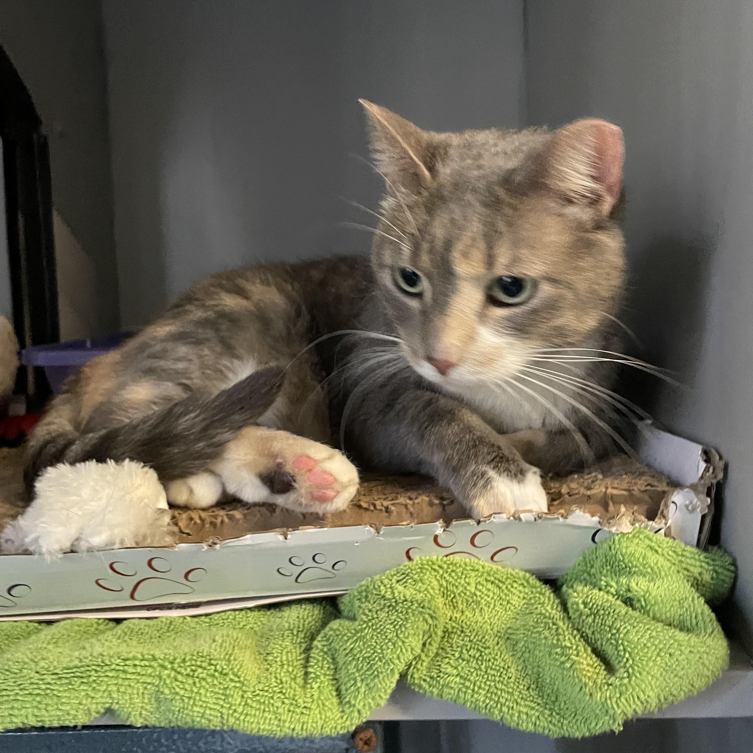 Impound 36, Adopted, Adult Female Tortoiseshell.