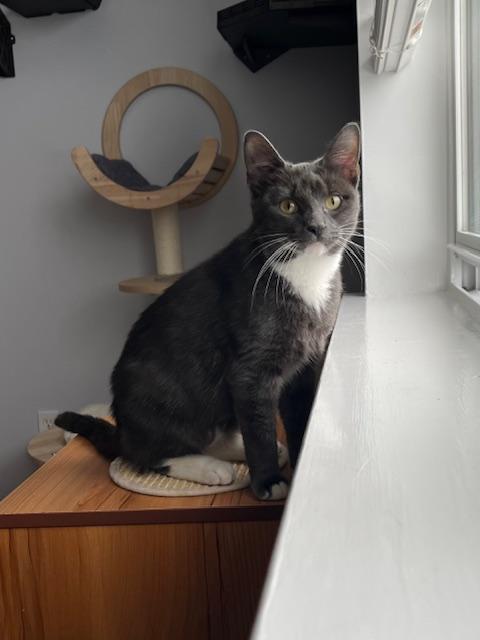 Enlarge Mal, a Adopted Domestic Short Hair in Manorville , NY image 3/3