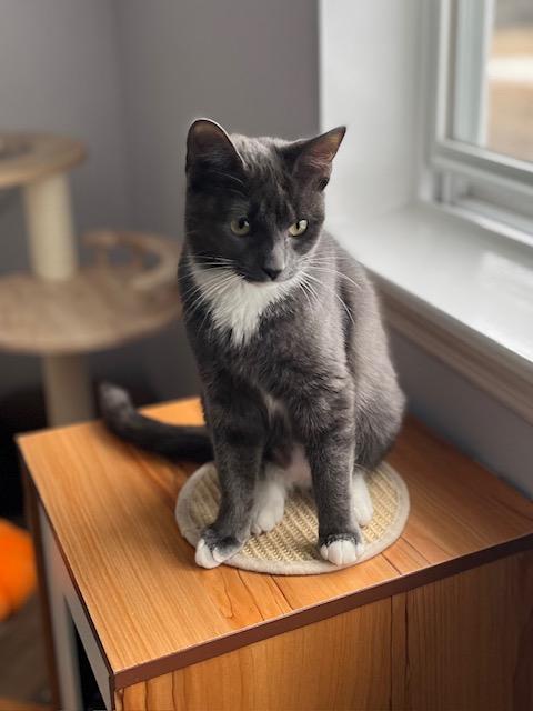 Mal, Adopted, Young Female Domestic Short Hair.