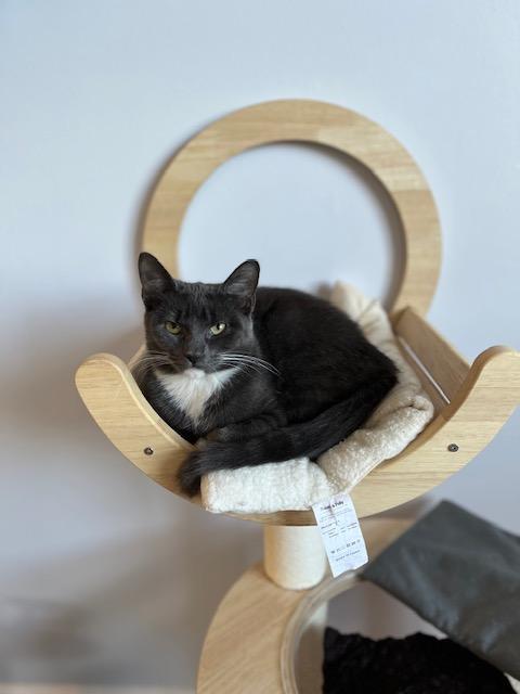 Enlarge Mal, a Adopted Domestic Short Hair in Manorville , NY image 2/3