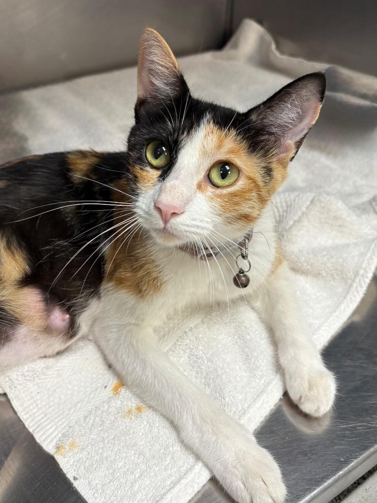 Hypollita, Adoptable, Young Female Domestic Short Hair.