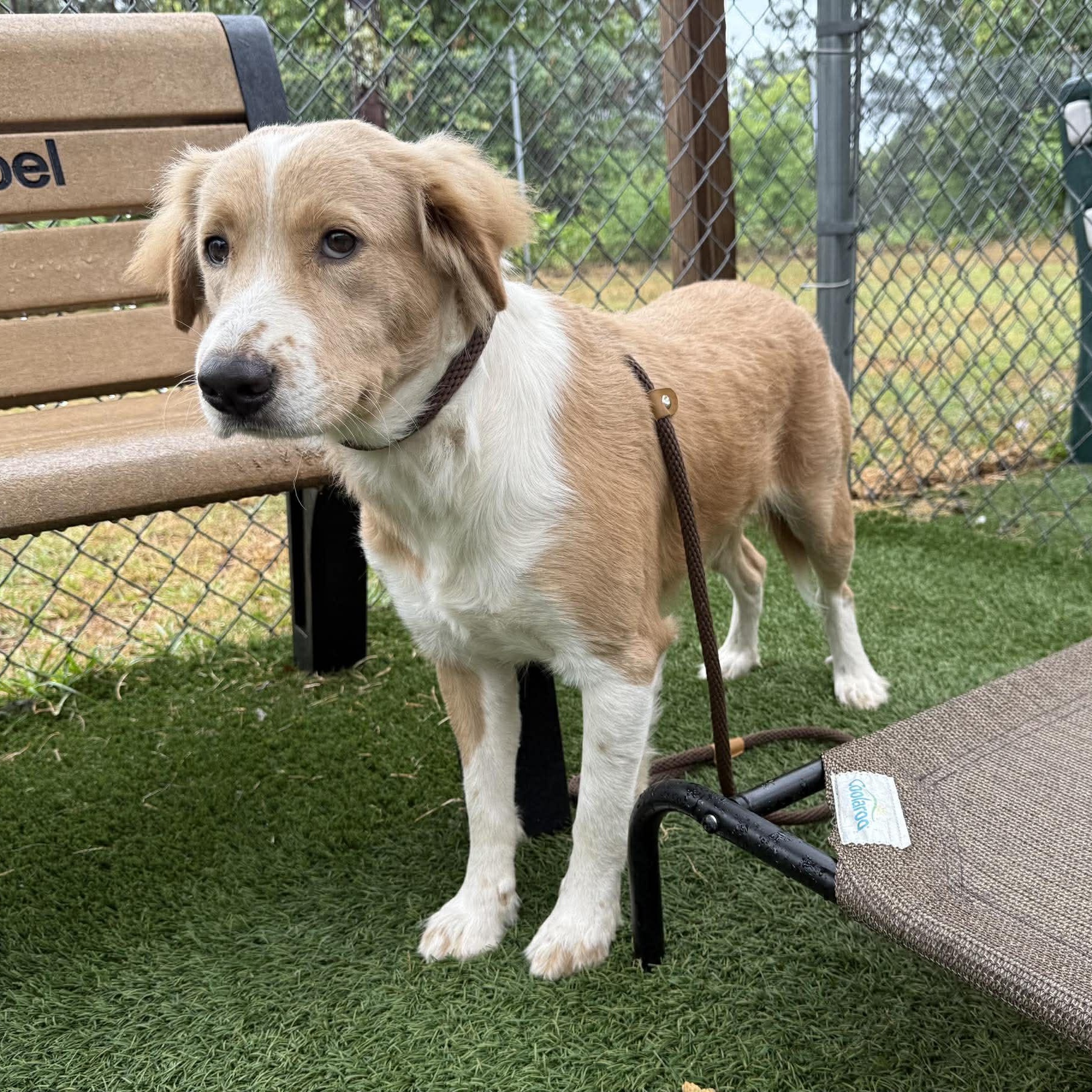 Enlarge Ali, a ADOPTABLE mixed breed in Wando, SC image 2/5
