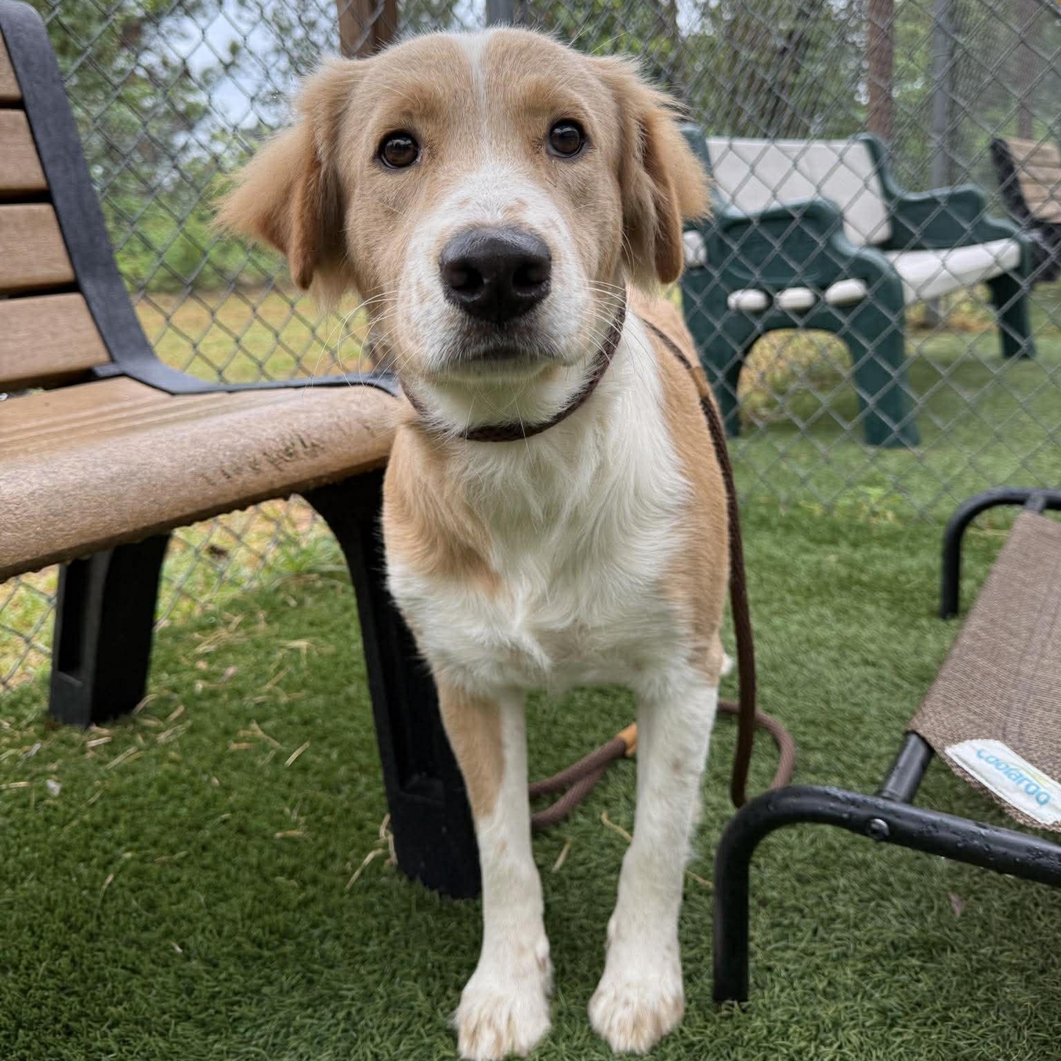Enlarge Ali, a ADOPTABLE mixed breed in Wando, SC image 1/5